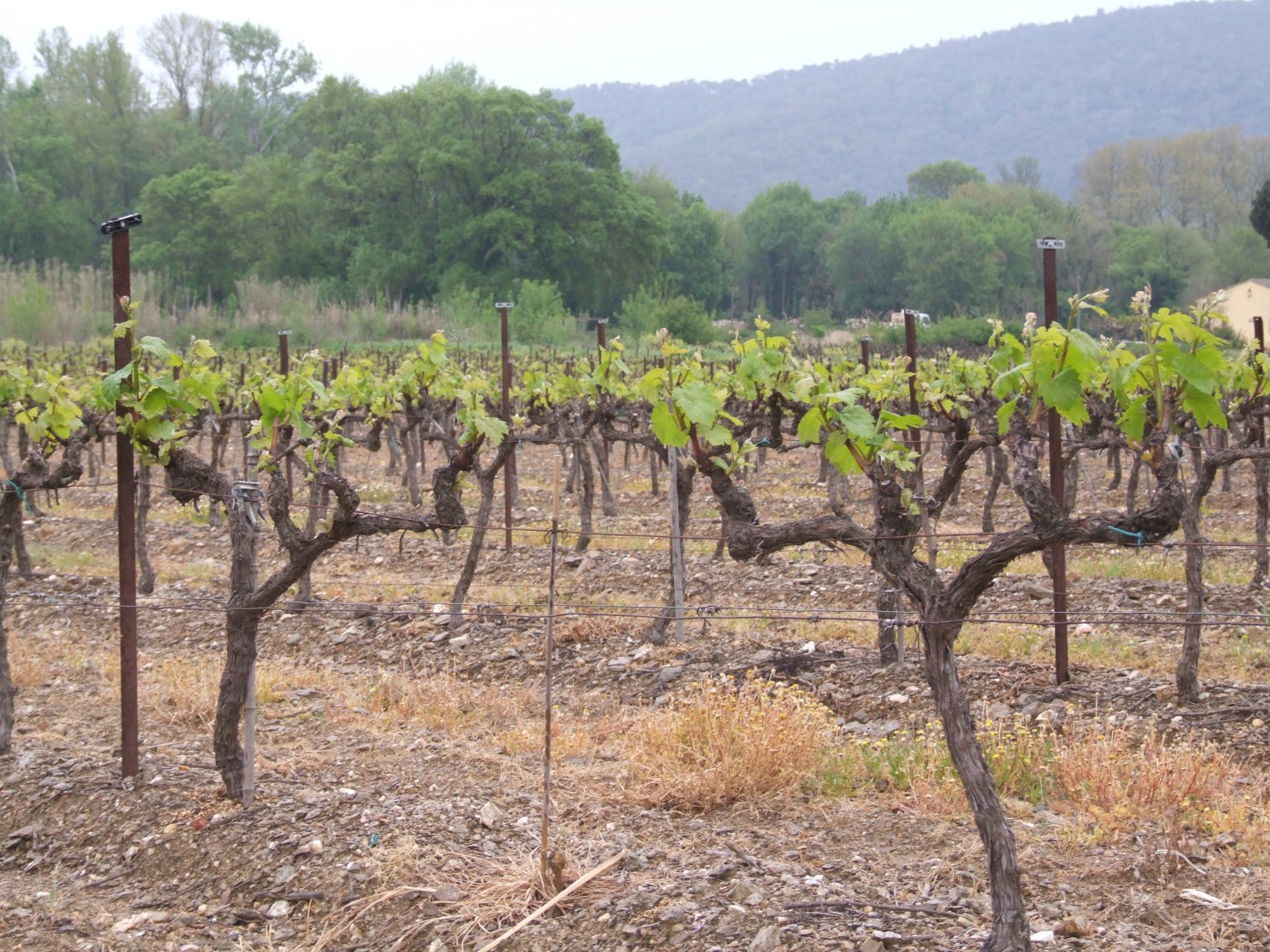 Pierwszy etap produkcji wina: plantacja winorośli