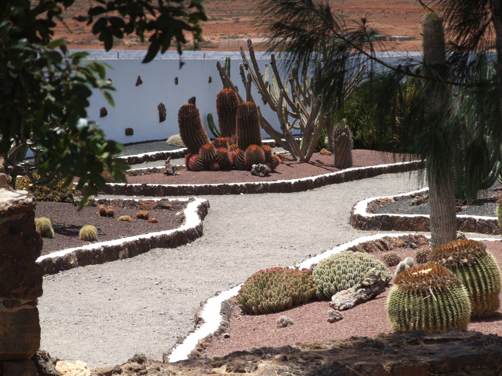 Molino de Antigua otoczony jest dobrze utrzymanym ogrodem z kanaryjską roślinnością