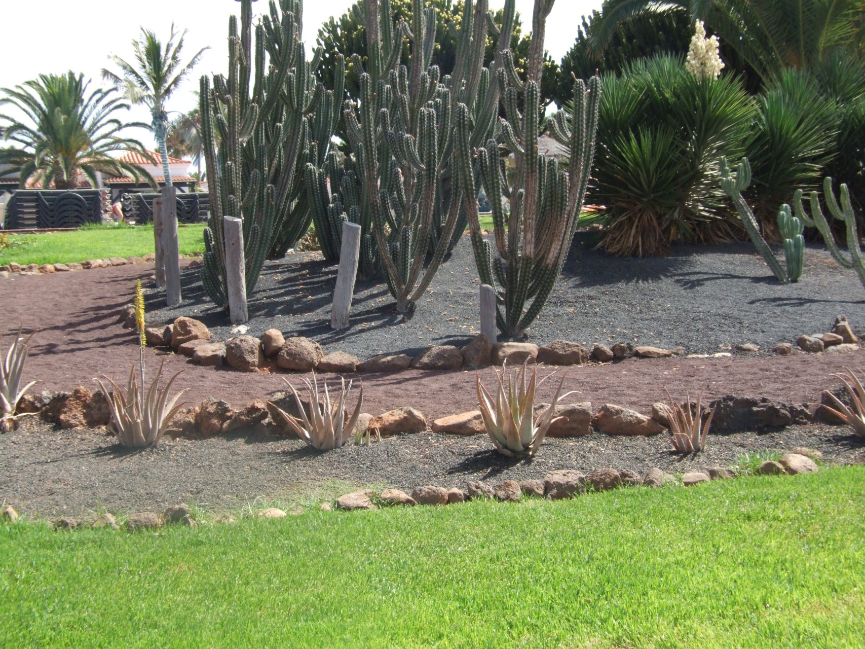 Kaktusy dobrze się czują na pustynnej wyspie