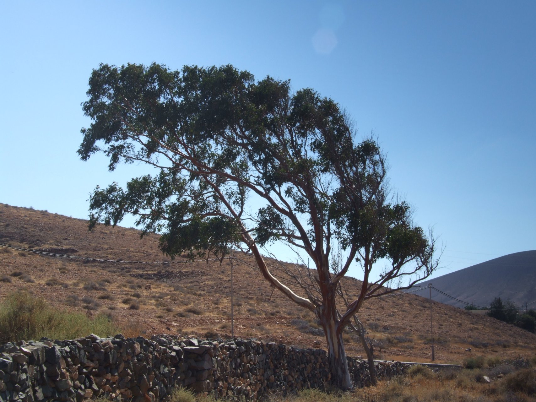 Gdzieś na Fuerteventurze - drzewa rosną zgodnie z kierunkiem wiatrów