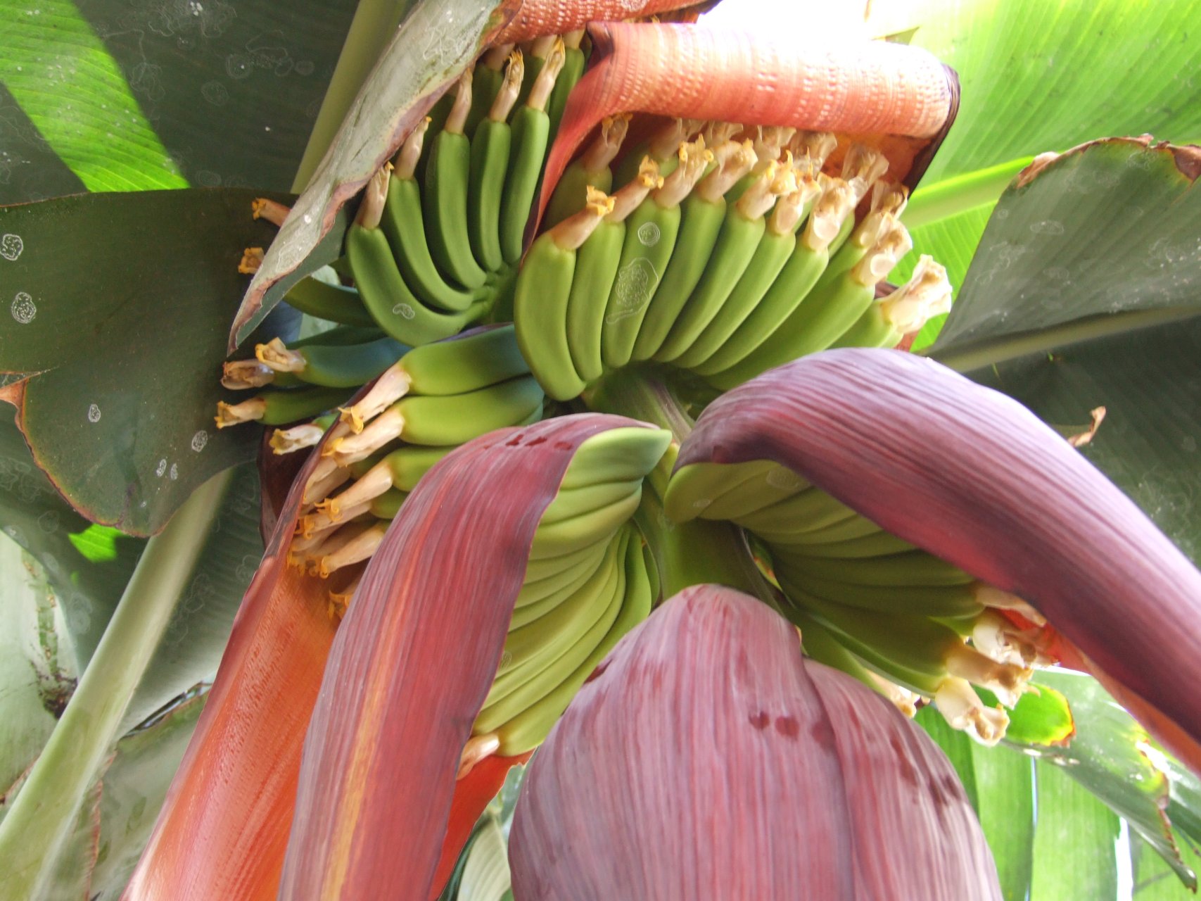 Owoce bananowca