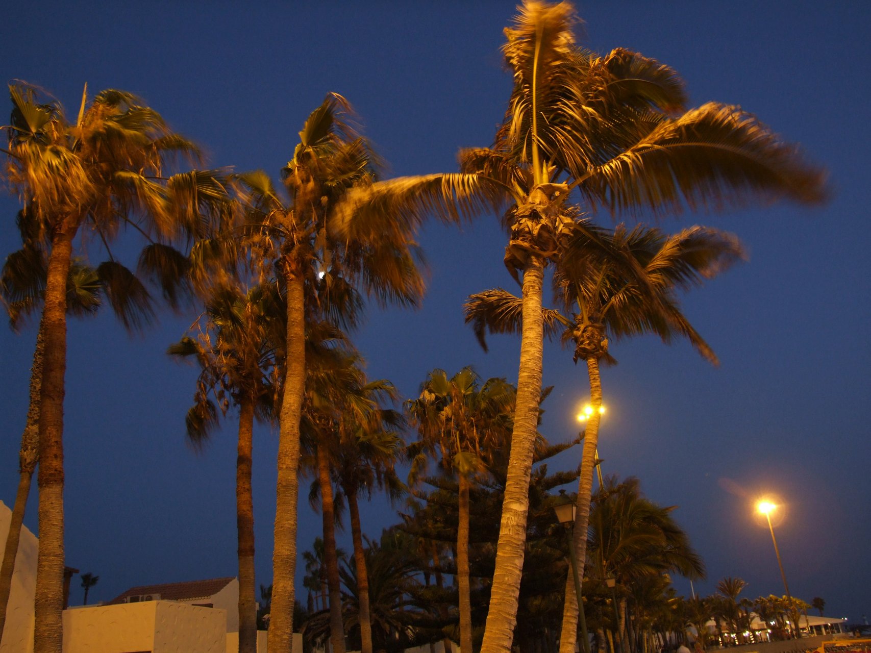 Nocne impresje z palmami