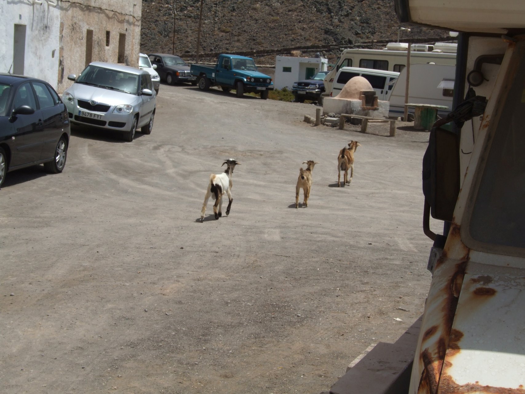 W Los Molinos kozy są nieodłącznym towarzyszem życia