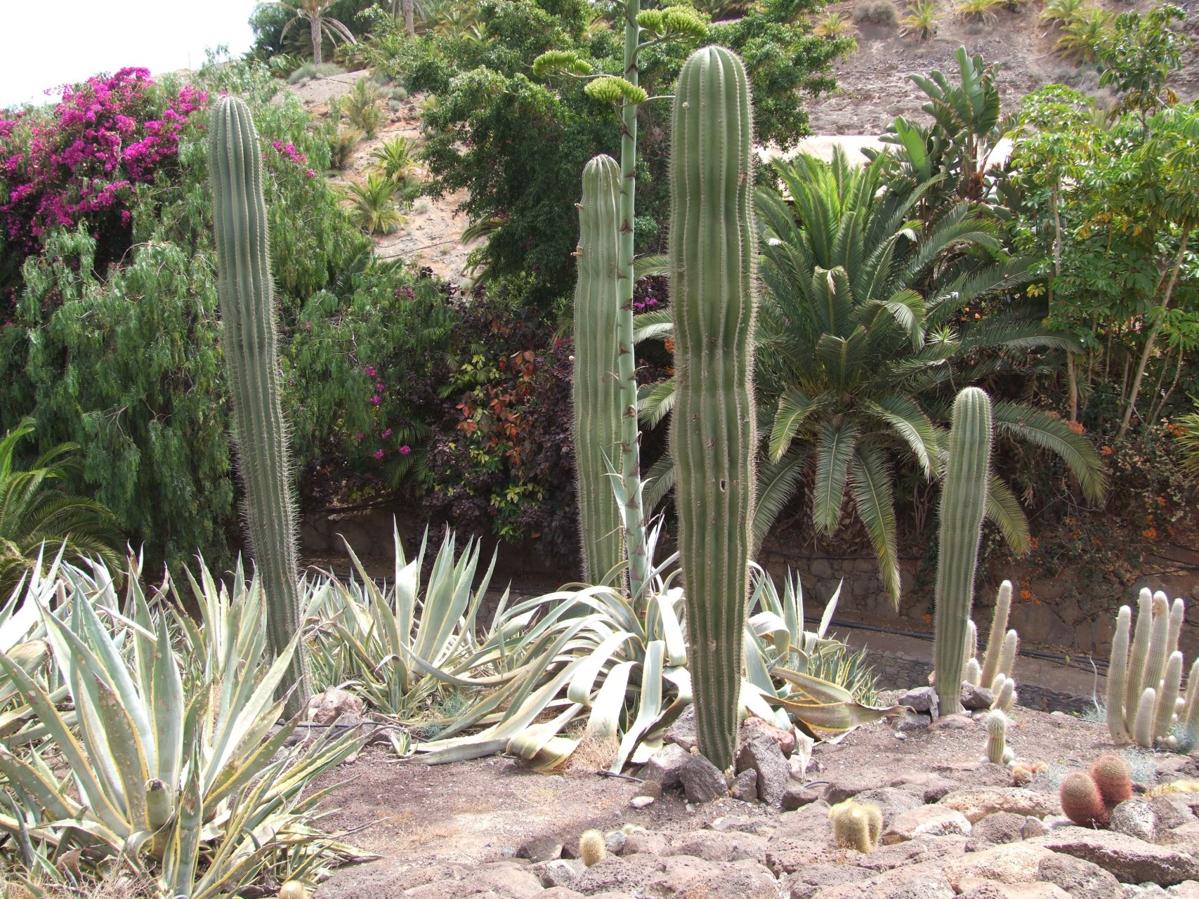 Kaktusy w Jardín Botánico