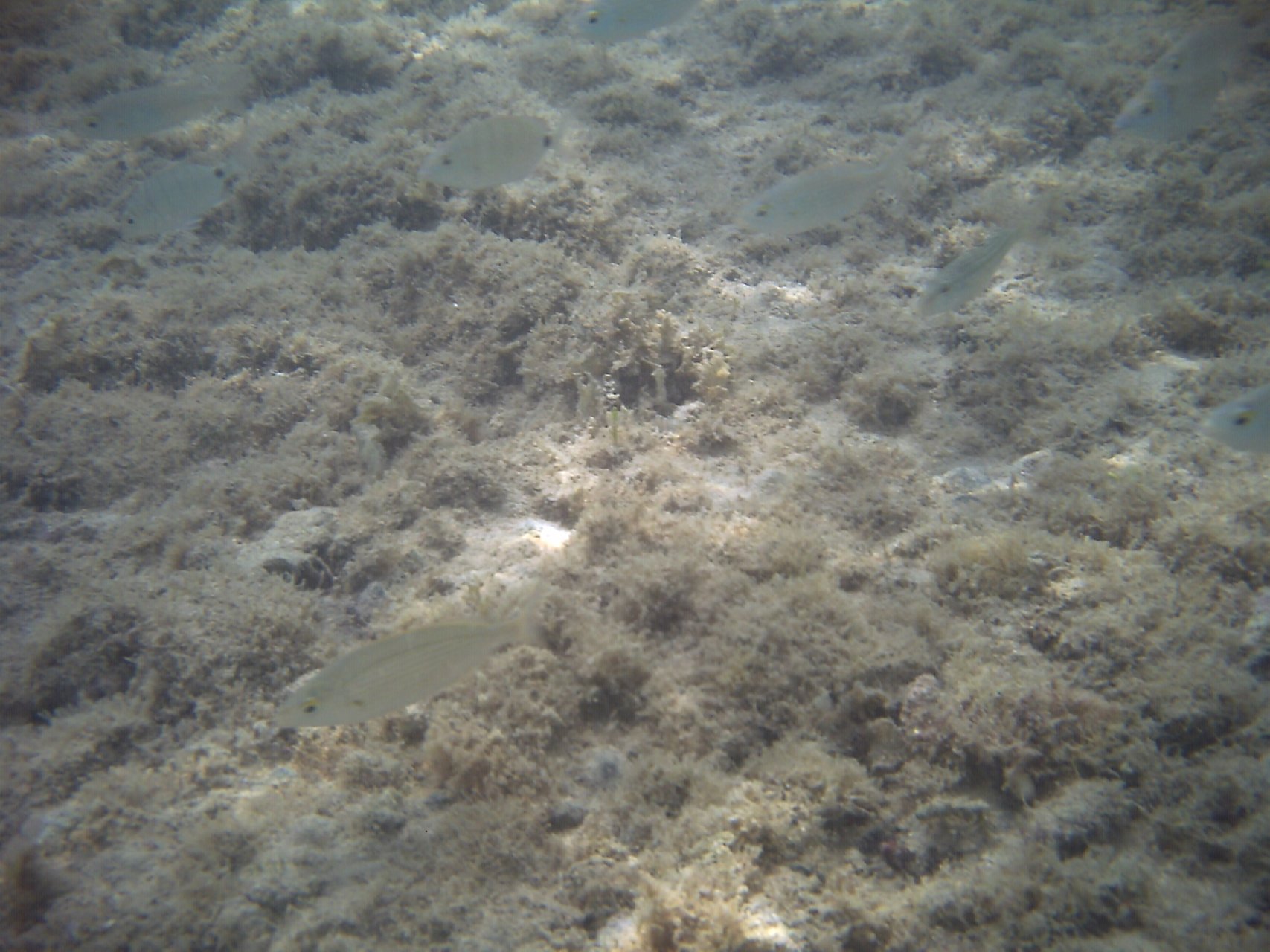 Podwodne życie w zatoce Costa Caleta