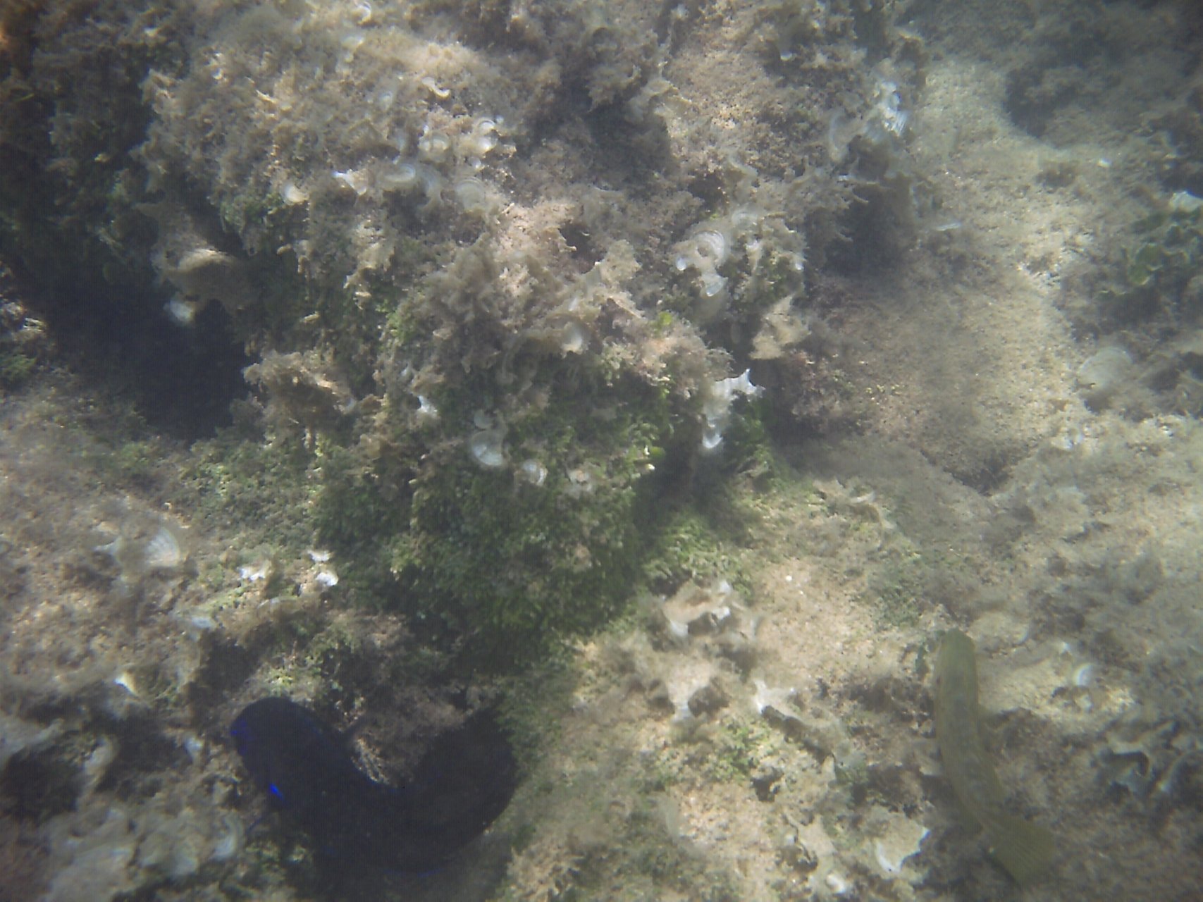 Podwodne życie w zatoce Costa Caleta