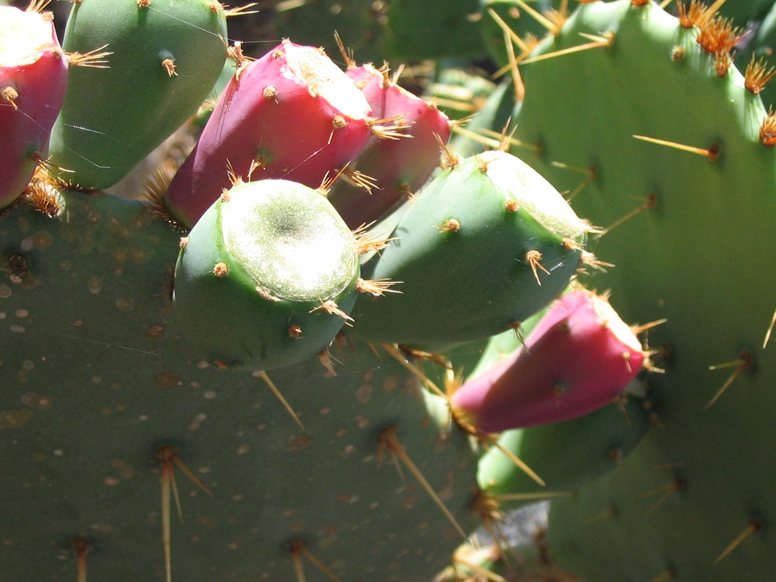 Kaktusy rosnące w Jardín de Cactus