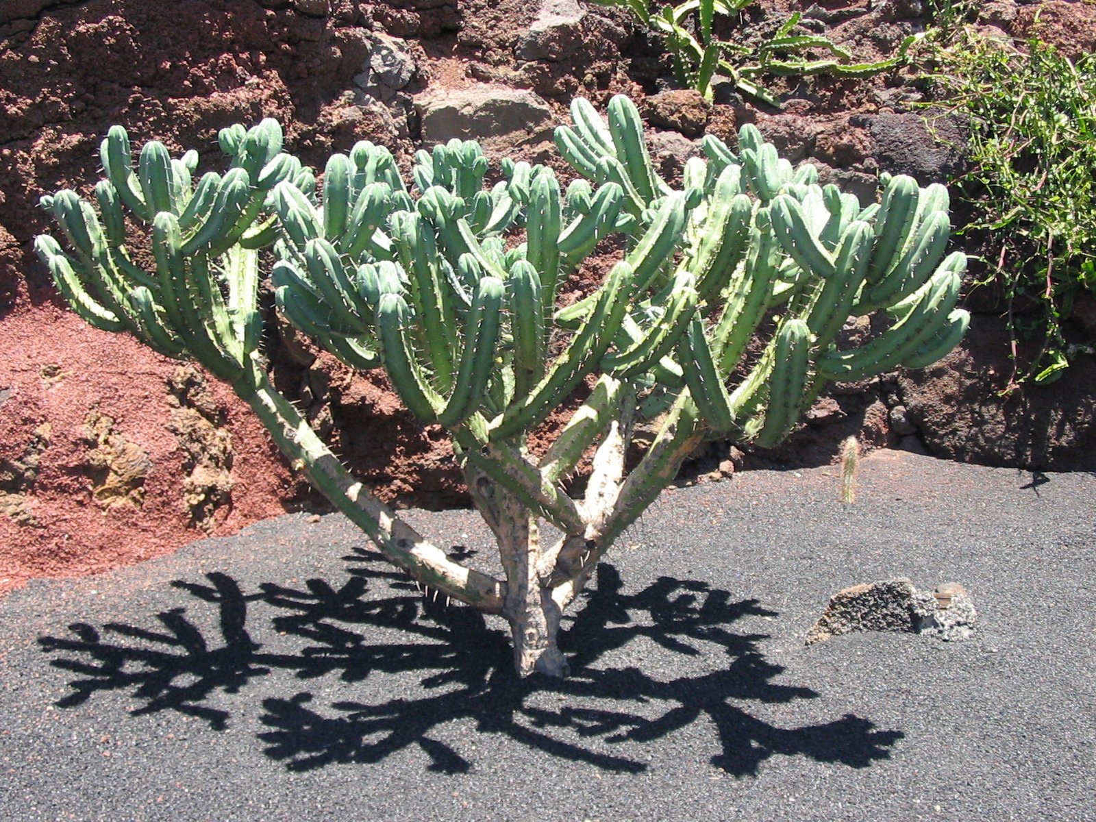 Kaktusy rosnące w Jardín de Cactus