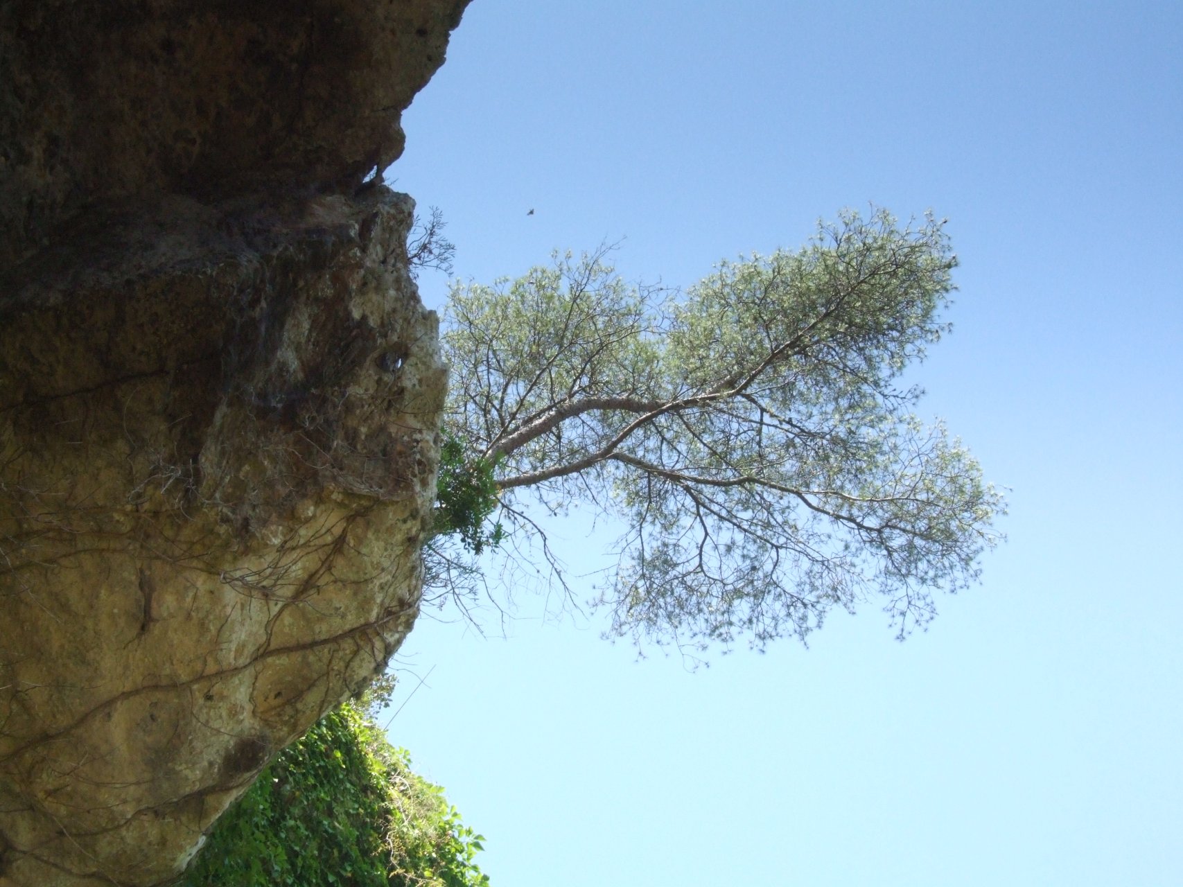 Barranc d'Algendar - drzewo 
