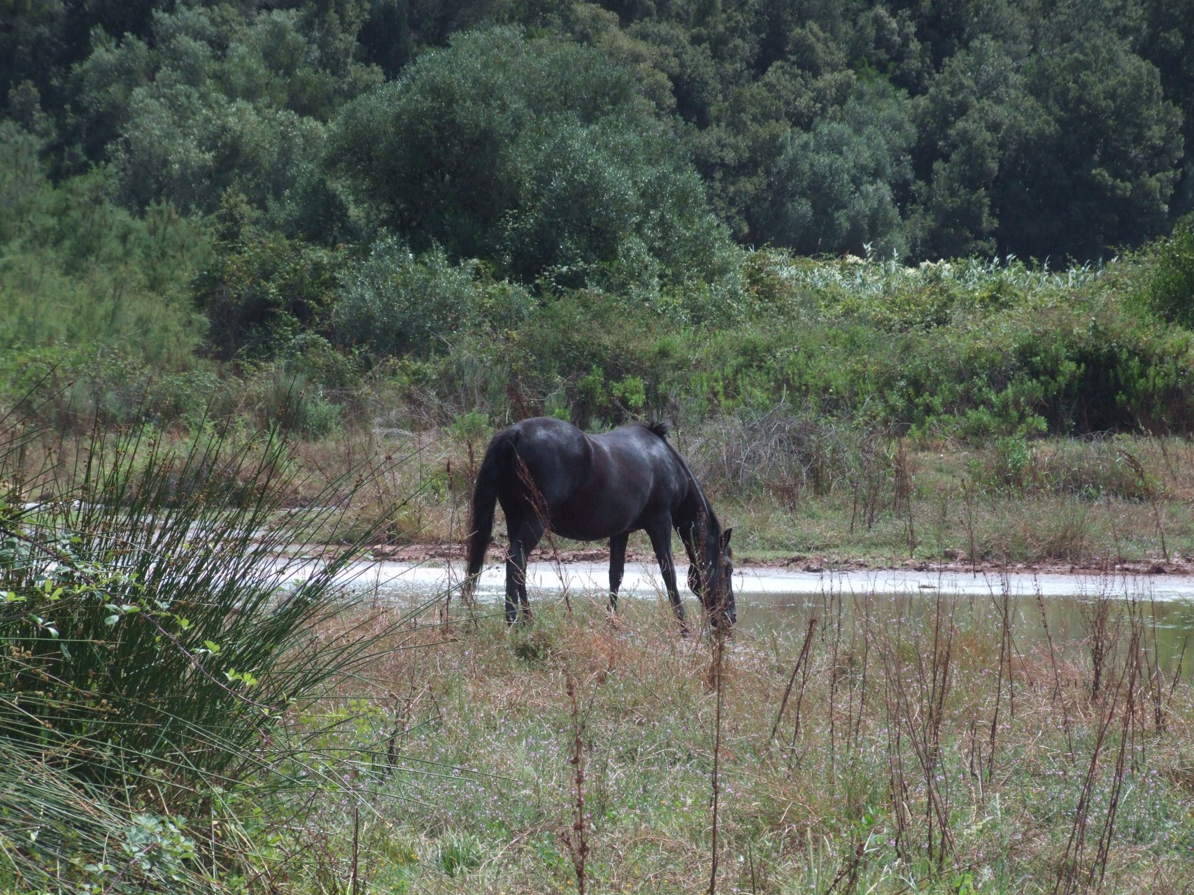 Wolnobiegające konie w Barranc d'Algendar