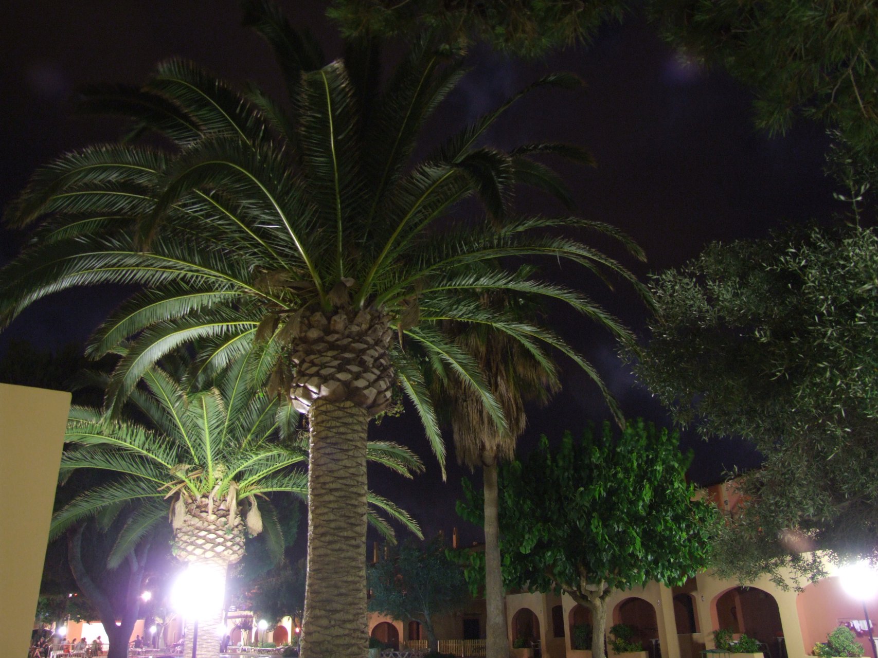 Hotelowy ogród porastają rozłożyste palmy