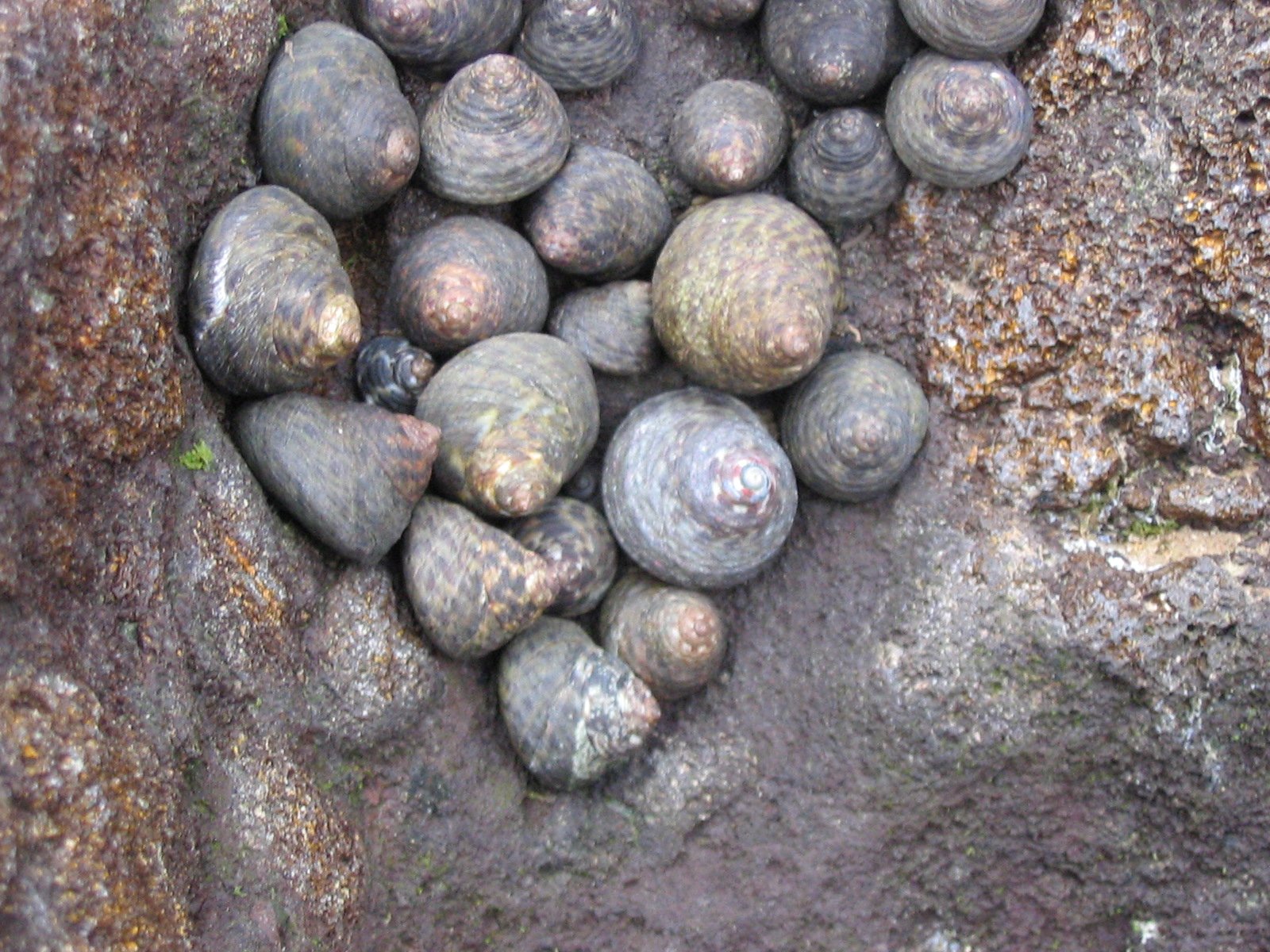 Ślimaki przytwierdzone do skały