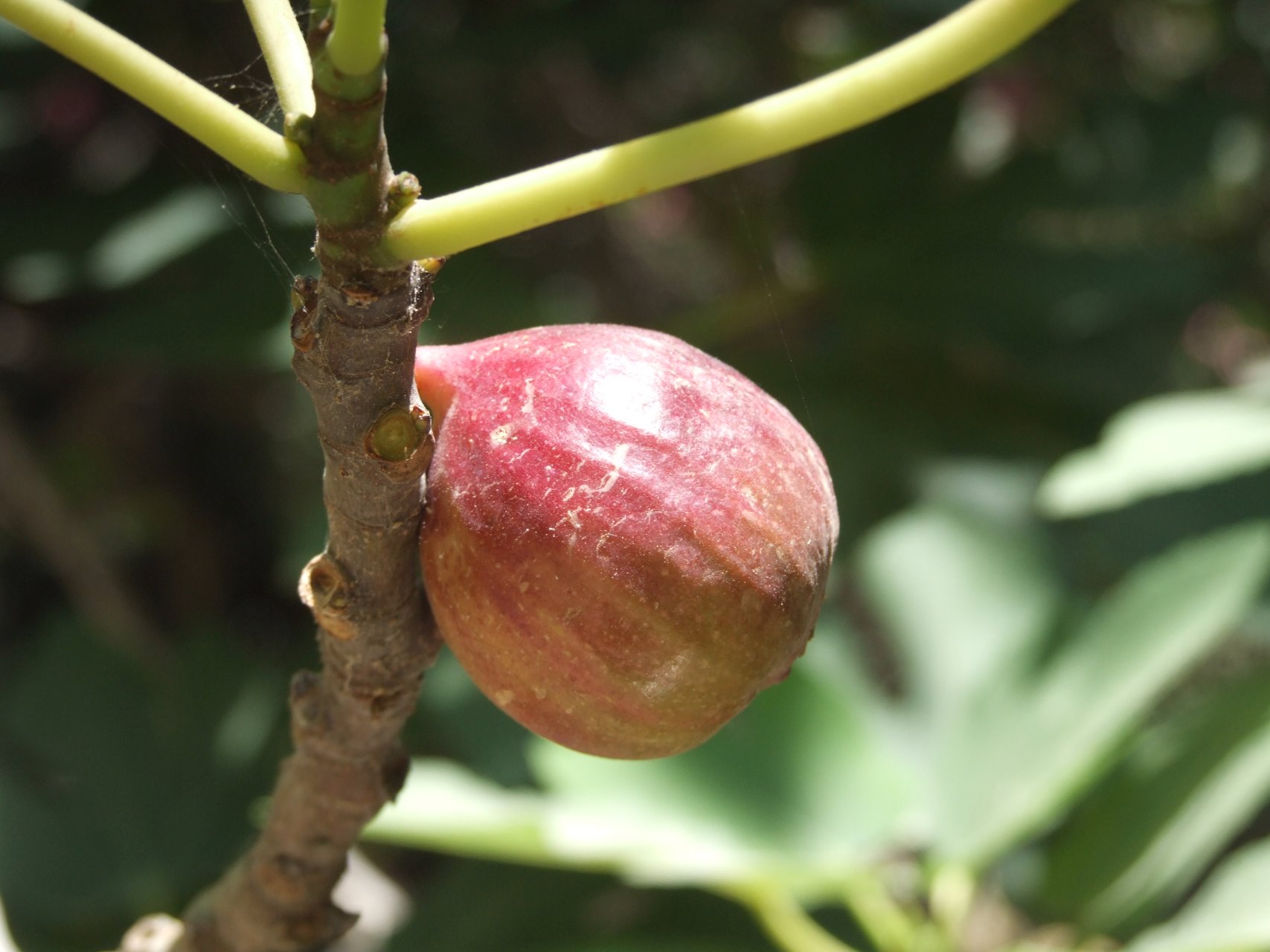 Owoc figowca