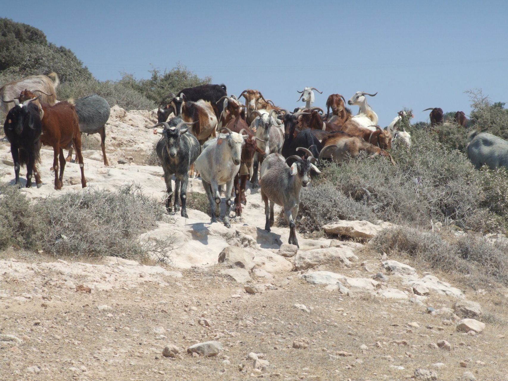Stado dzikich kóz w pobliżu zatoki Ágios Geórgios