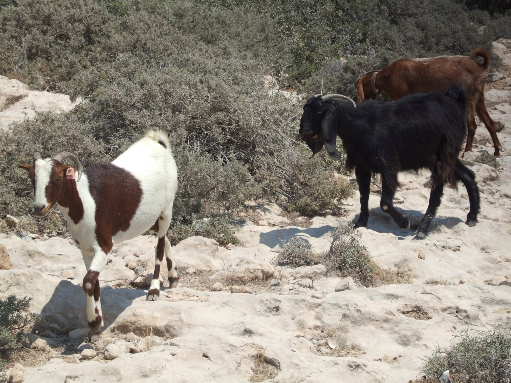 Stado dzikich kóz w pobliżu zatoki Ágios Geórgios