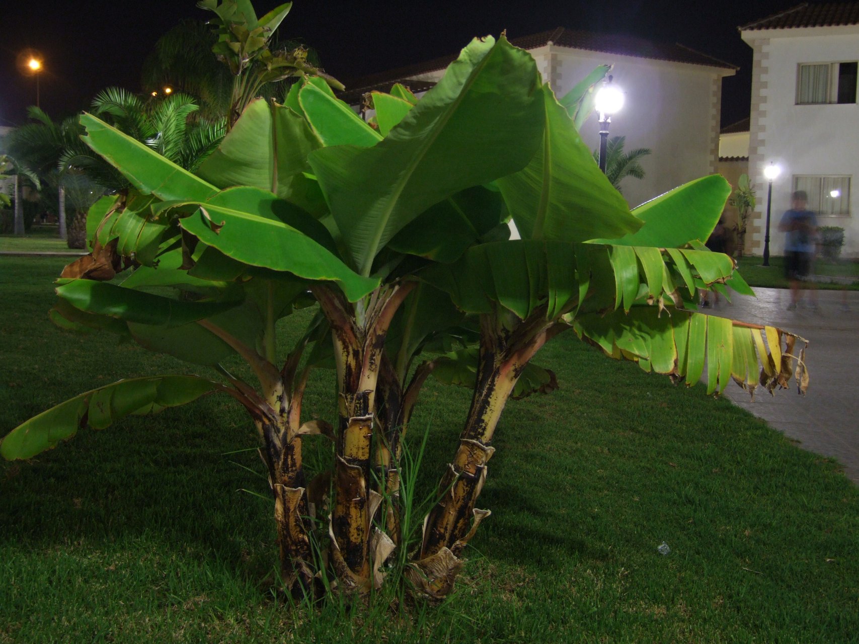 Bananowiec w hotelowym ogrodzie