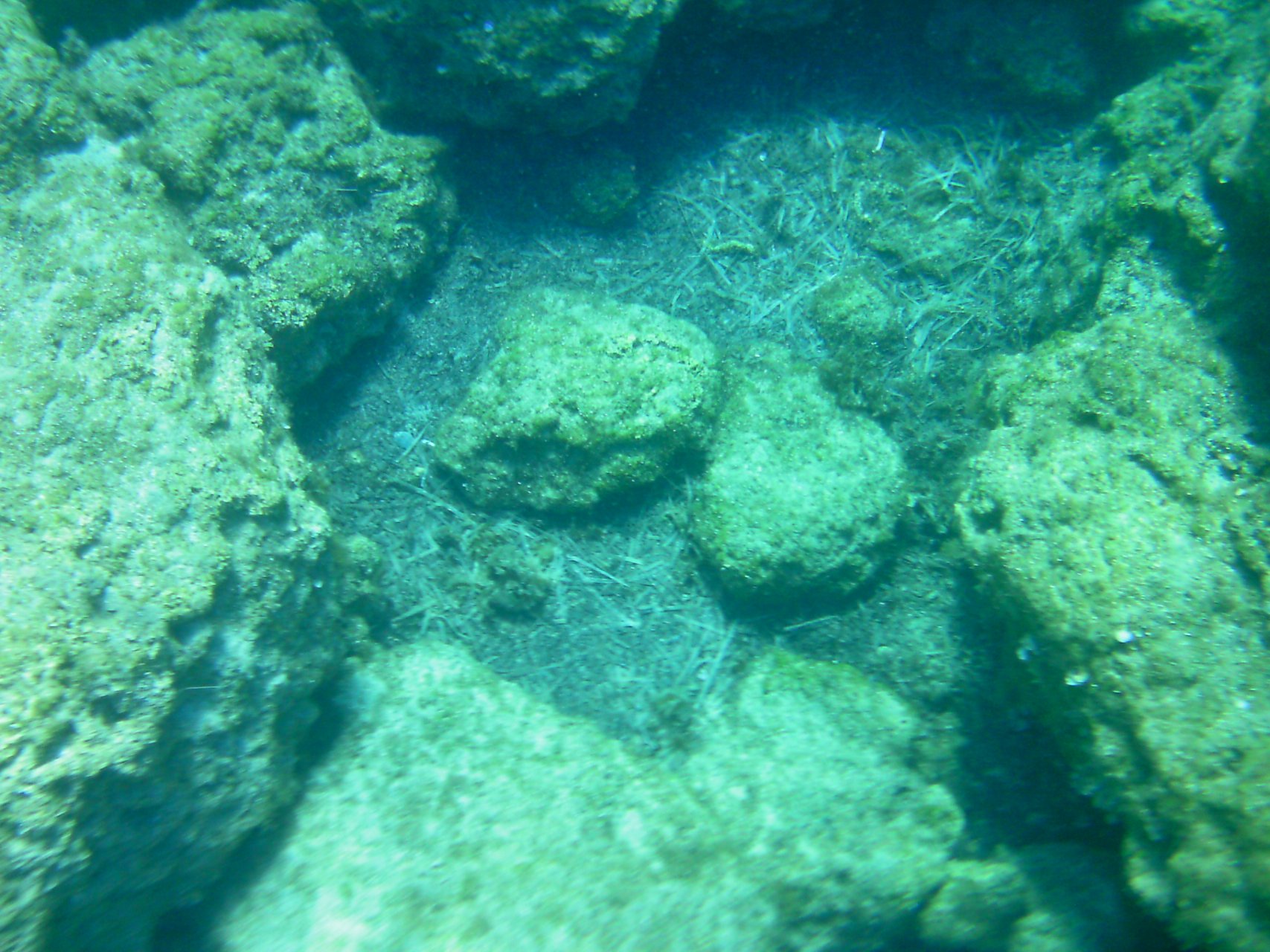 Podwodny świat w Zatoce Figowej