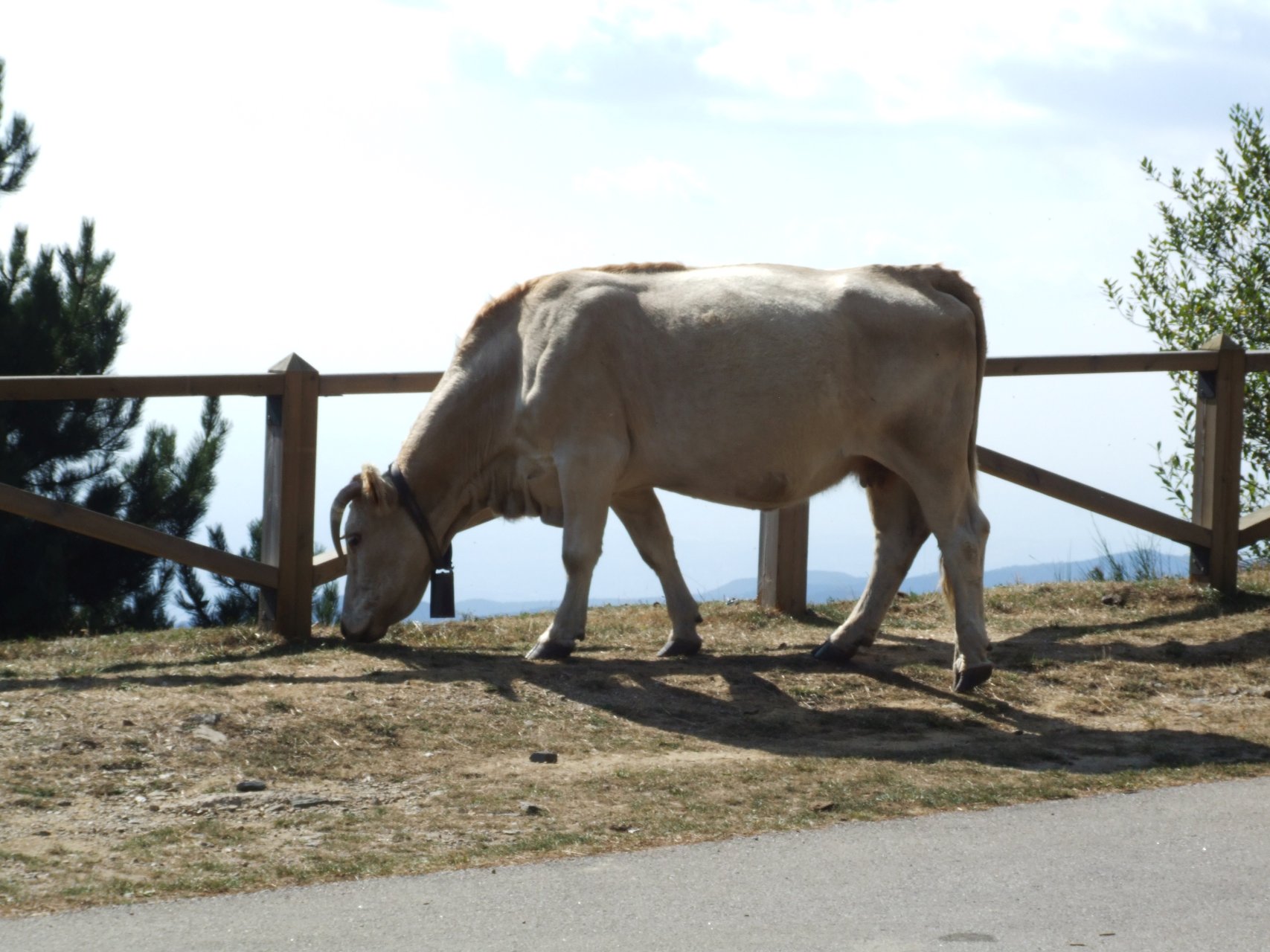 Krowa pasąca się na stokach gór Montseny