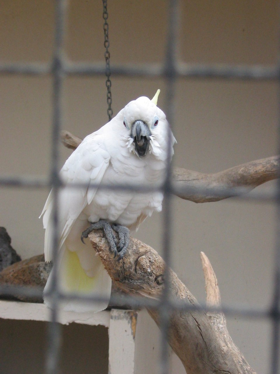 Papuga w Parque Tropical