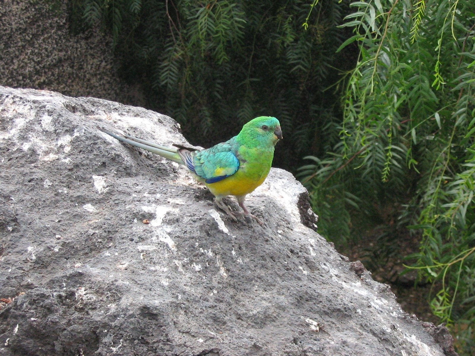 Wolno latające ptaki w Parque Tropical