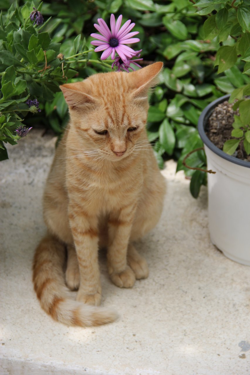 Kot - strażnik każdego podwórka na Korfu
