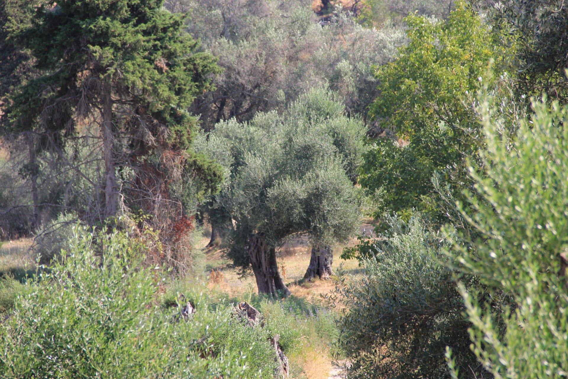 Gaj oliwny