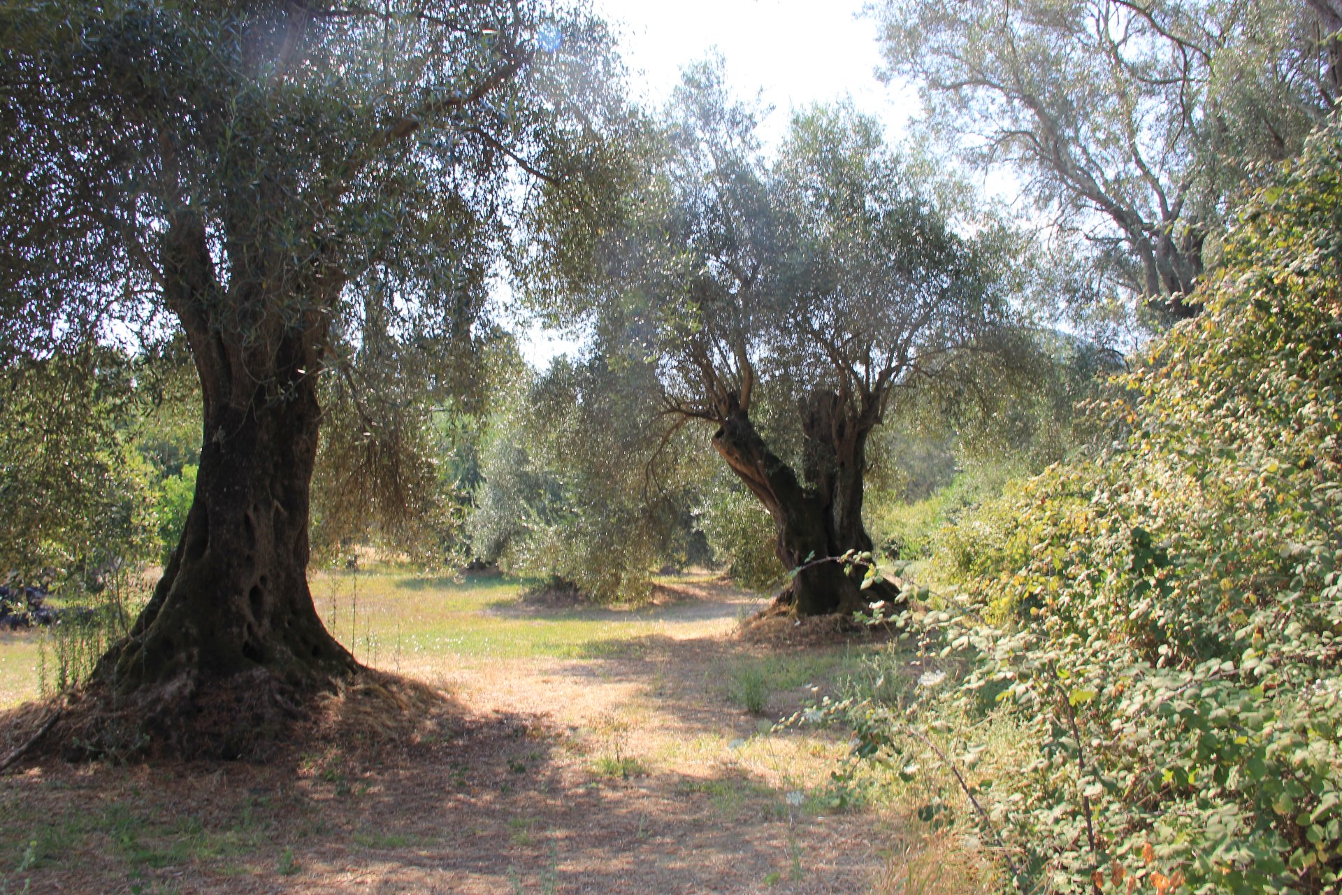Malownicza ścieżka wijąca się przez gaj oliwny