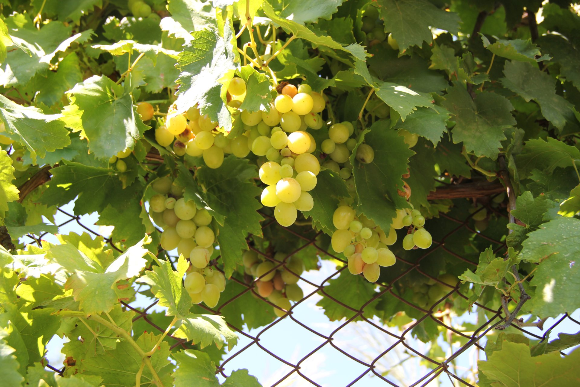 Dzikie winogrona