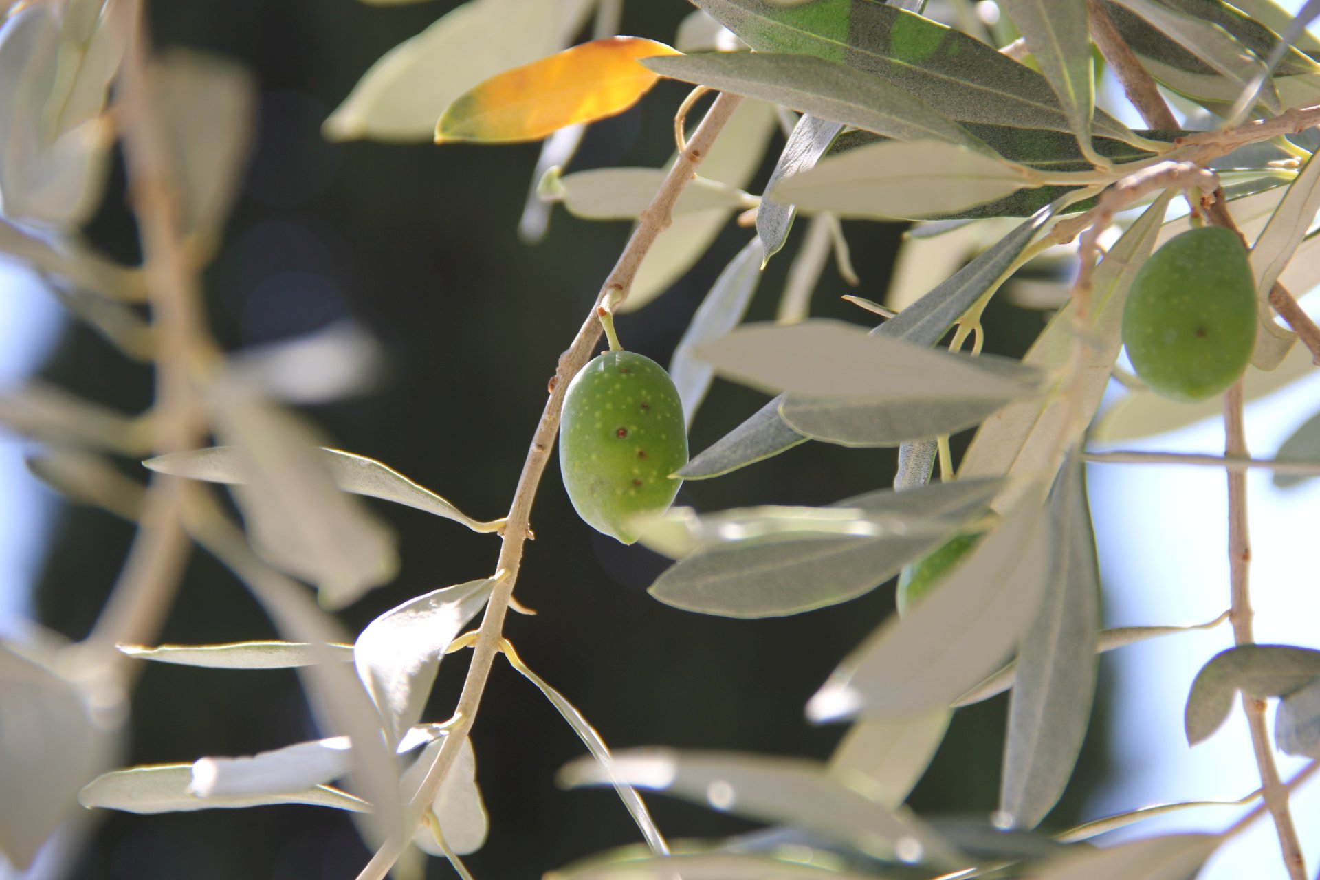 Owoce oliwki