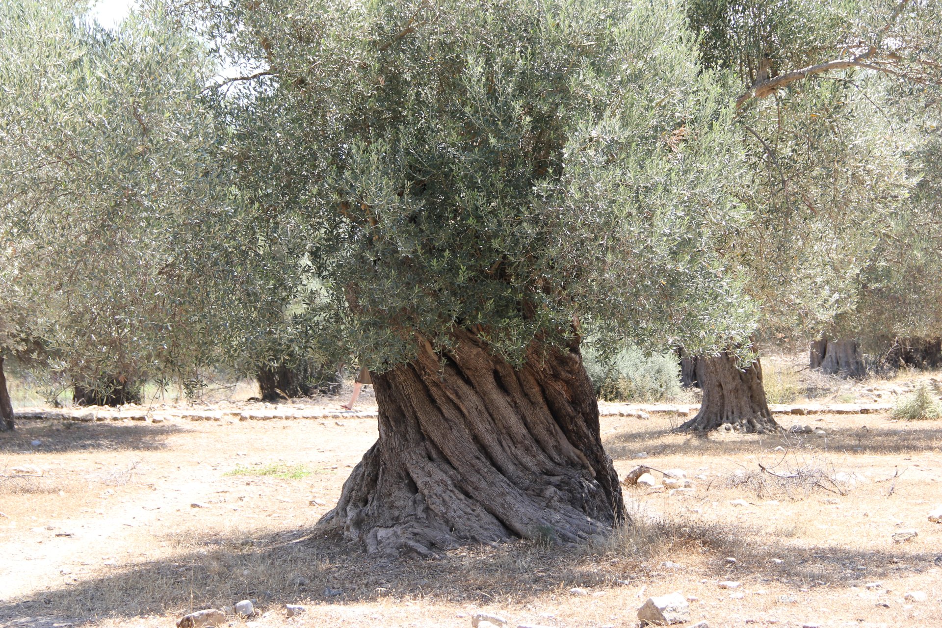 Stare drzewo oliwne