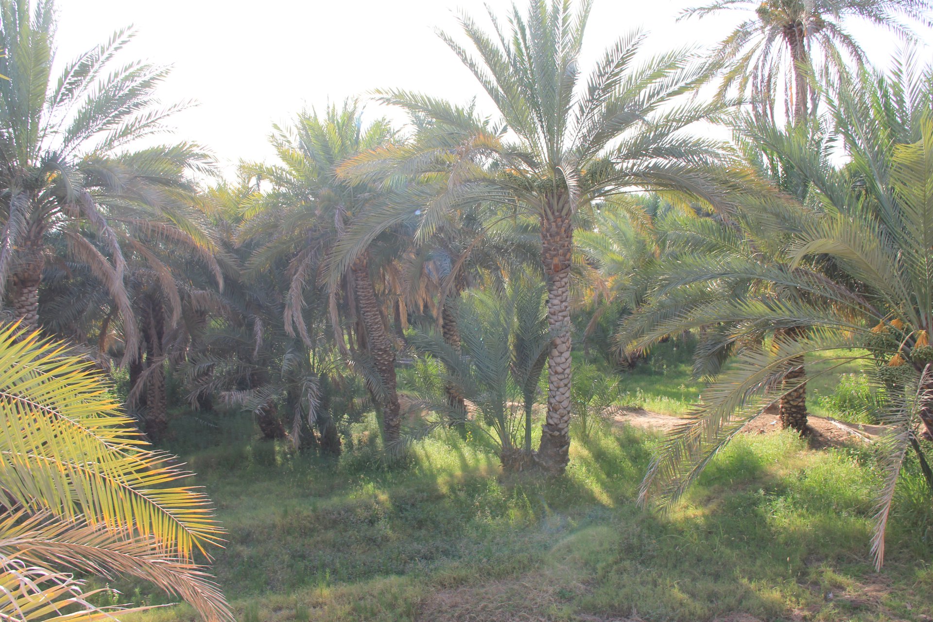 Oaza w al-Ain
