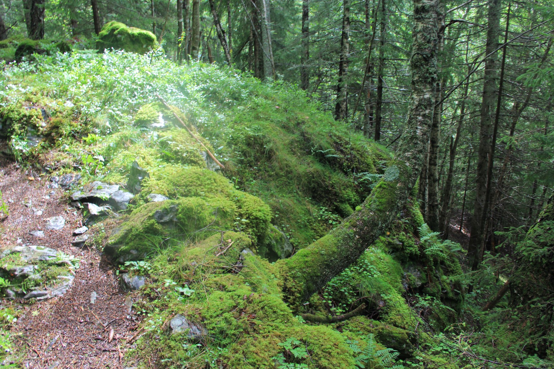 Droga na Bjørgefjell prowadzi przez dziewiczy las