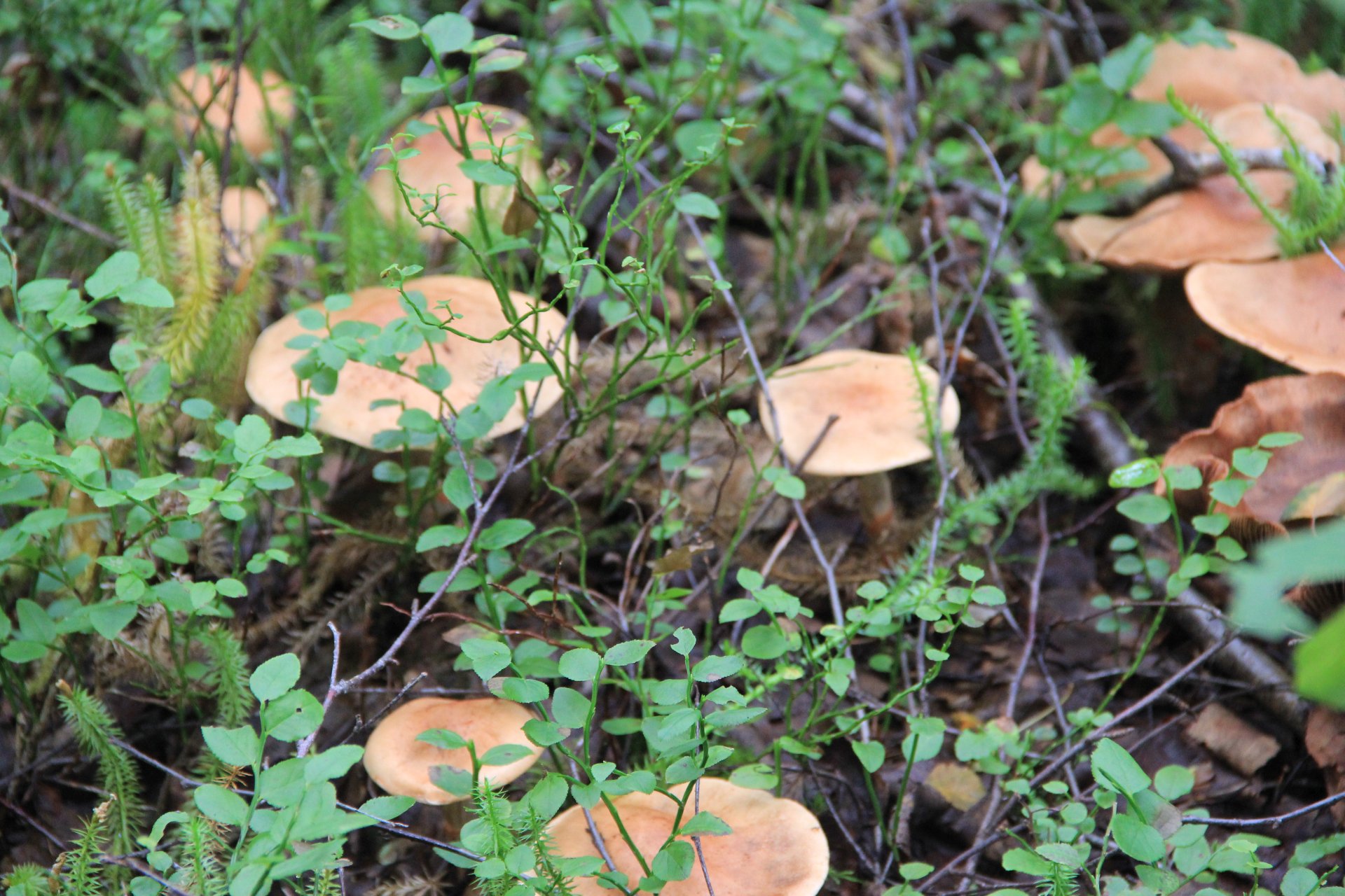 Szlak na Gygrestolen obfituje w różnego rodzaju grzyby