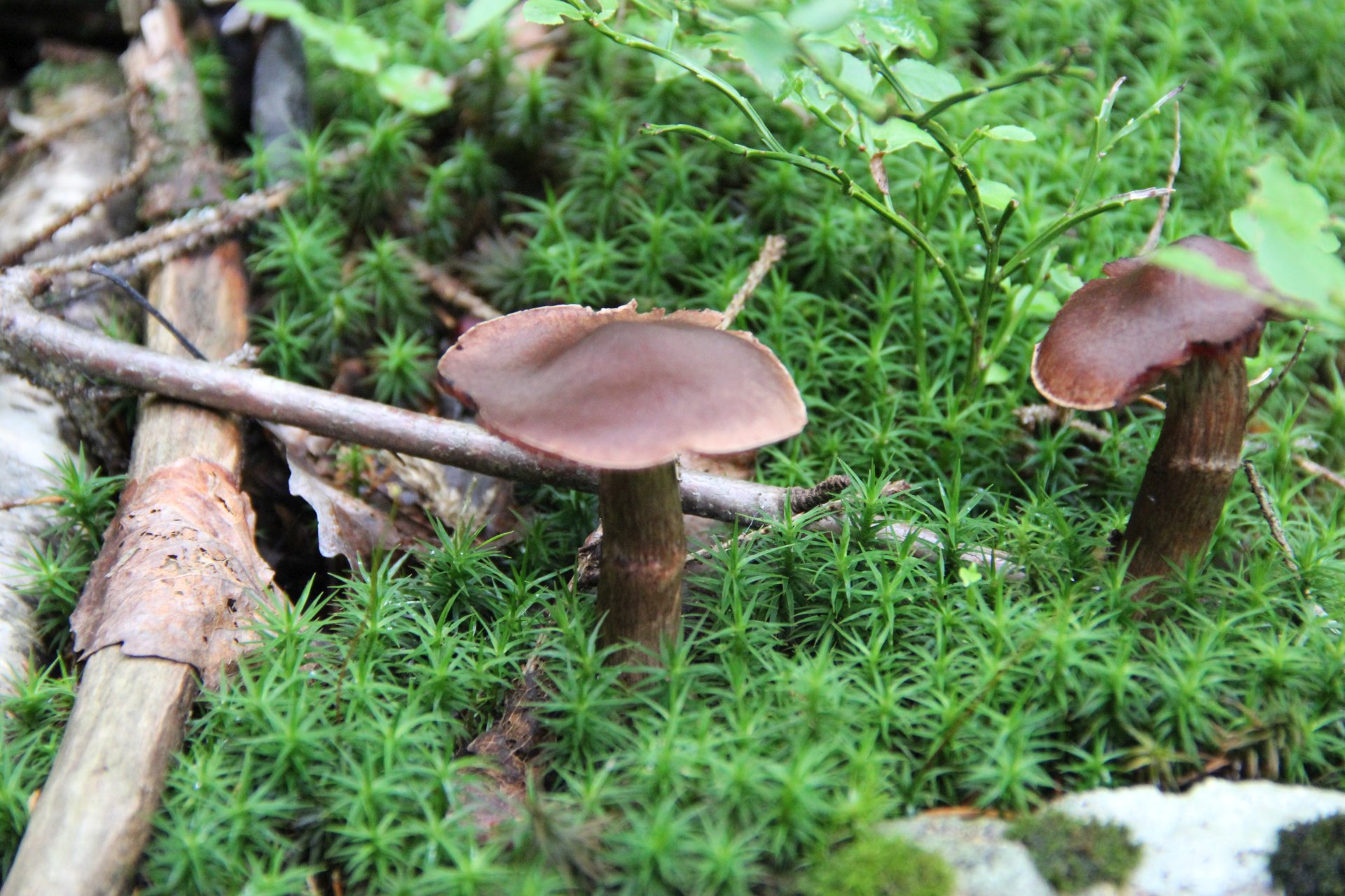 Szlak na Gygrestolen obfituje w różnego rodzaju grzyby