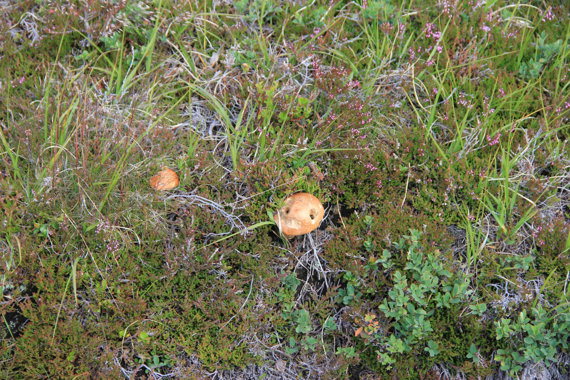 Idąc na Piggnatten można także nazbierać grzybów