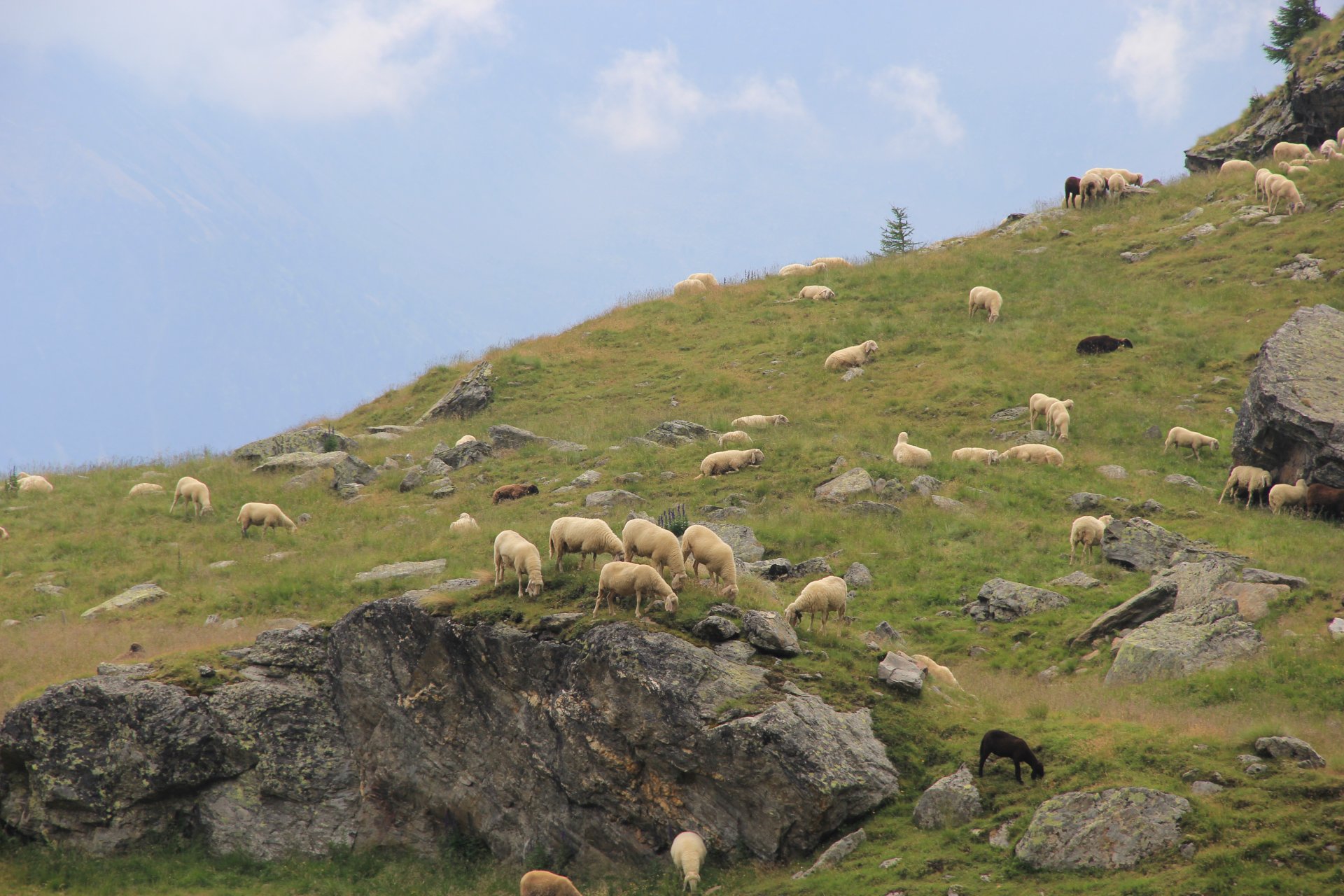 Owce w dolinie Val della Mite
