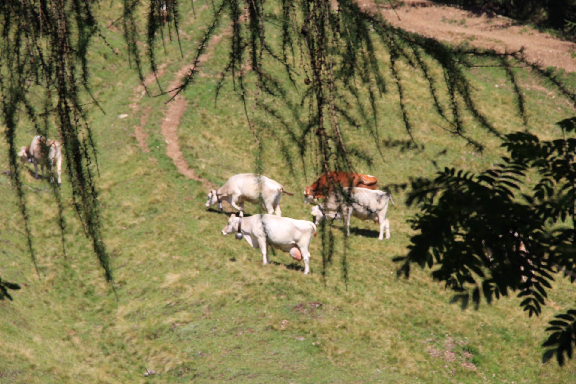 Krowy na polanie Malghetto