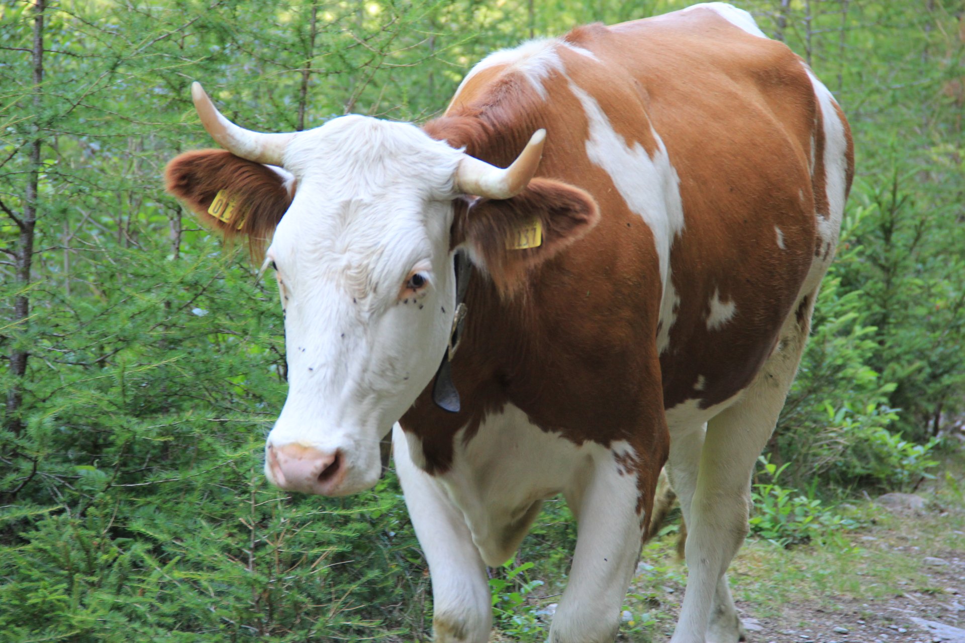 Krowy w dolinie Val di Saent