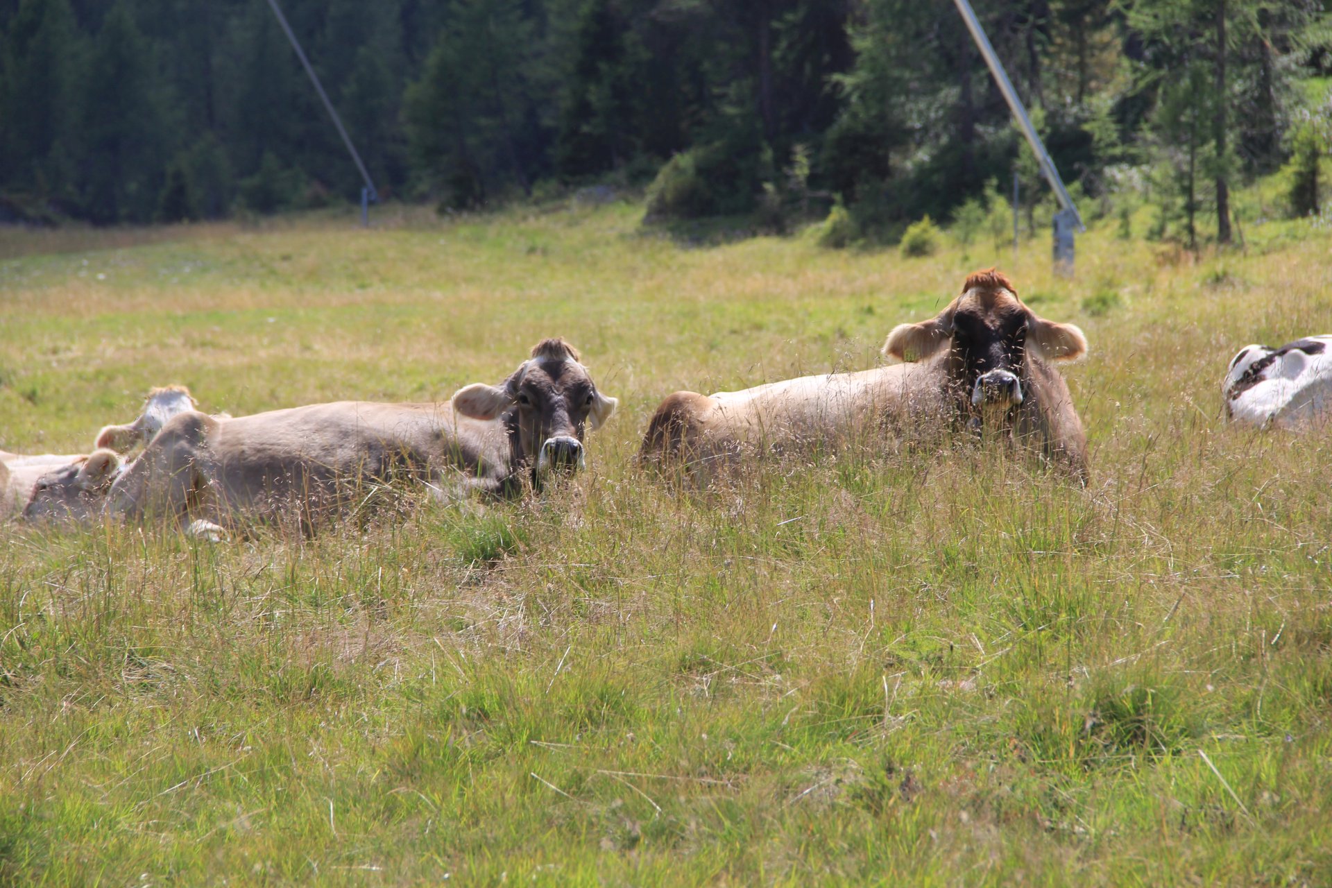 Krowy w pobliżu schroniska Rifugio Orti