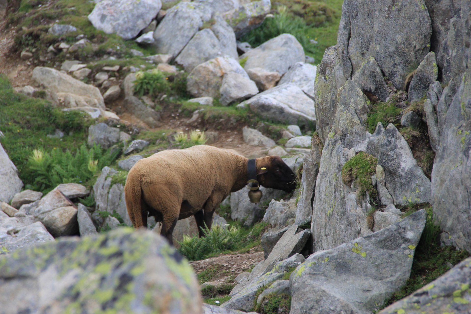Dziko pasące się owce w dolinie Lodowca Aletsch