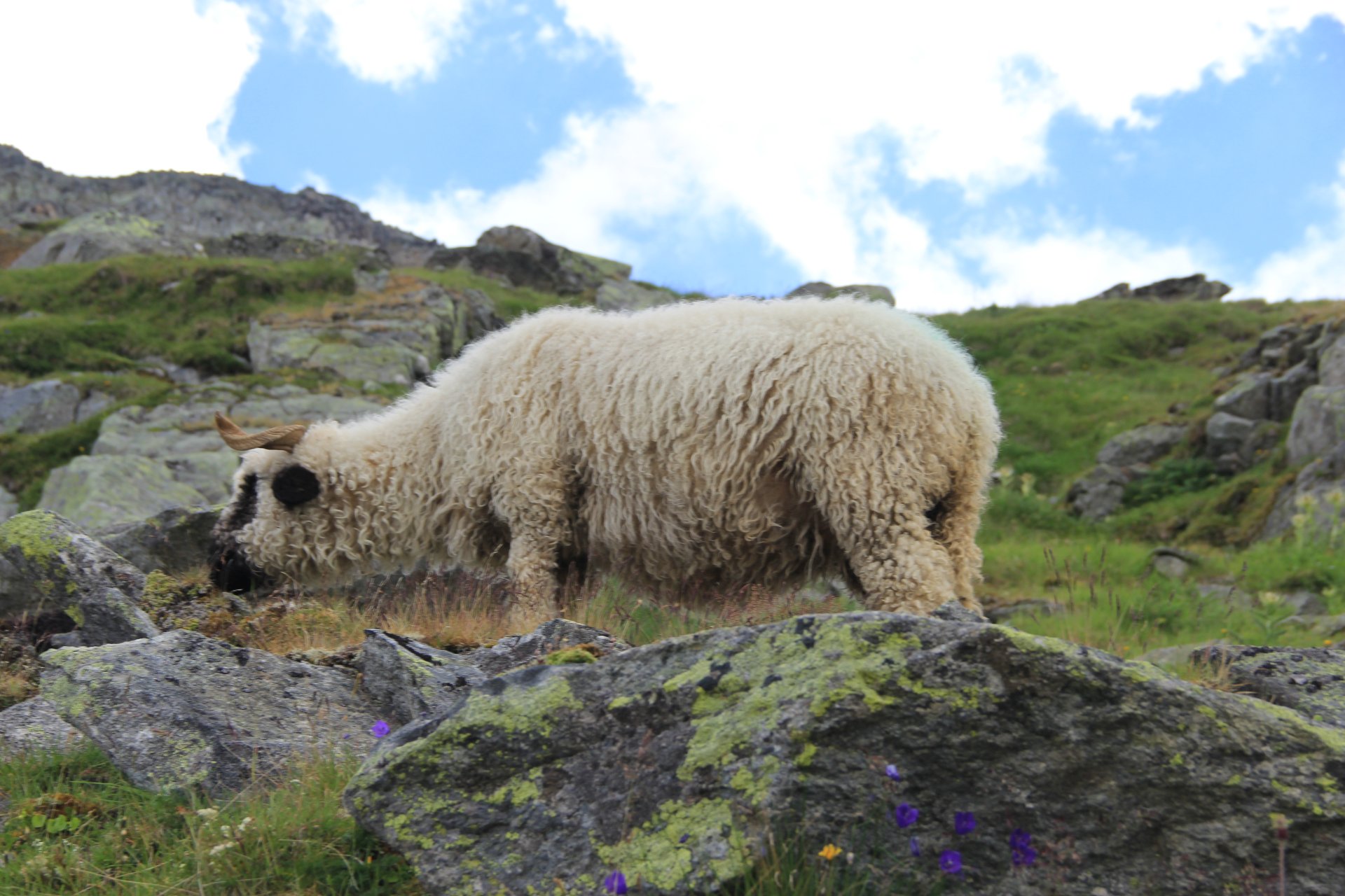 Dziko pasące się owce w dolinie Lodowca Aletsch