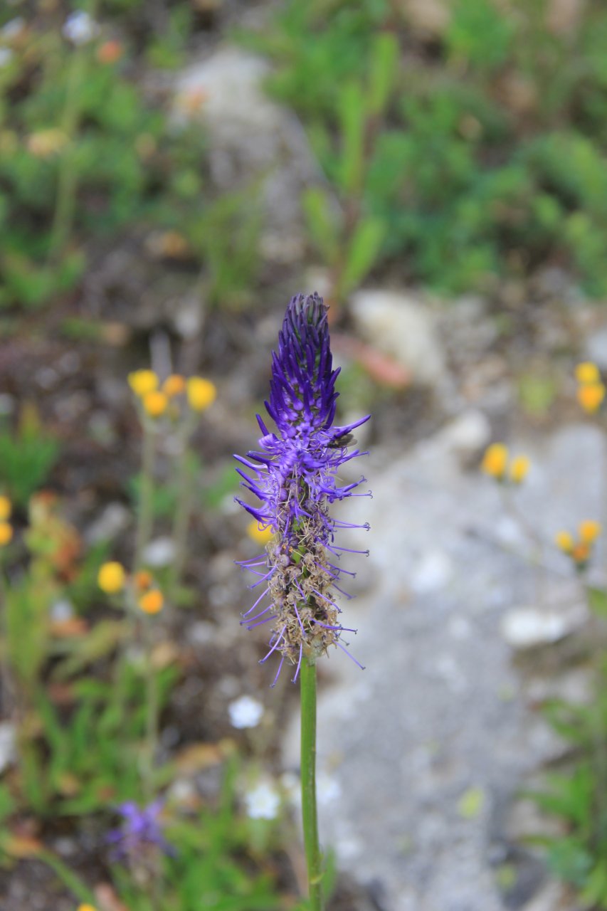 Alpejska flora