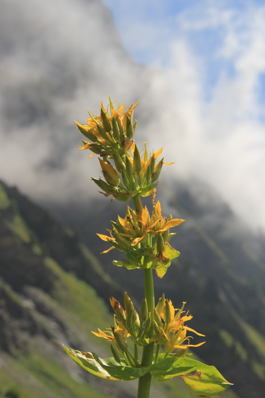 Alpejska flora