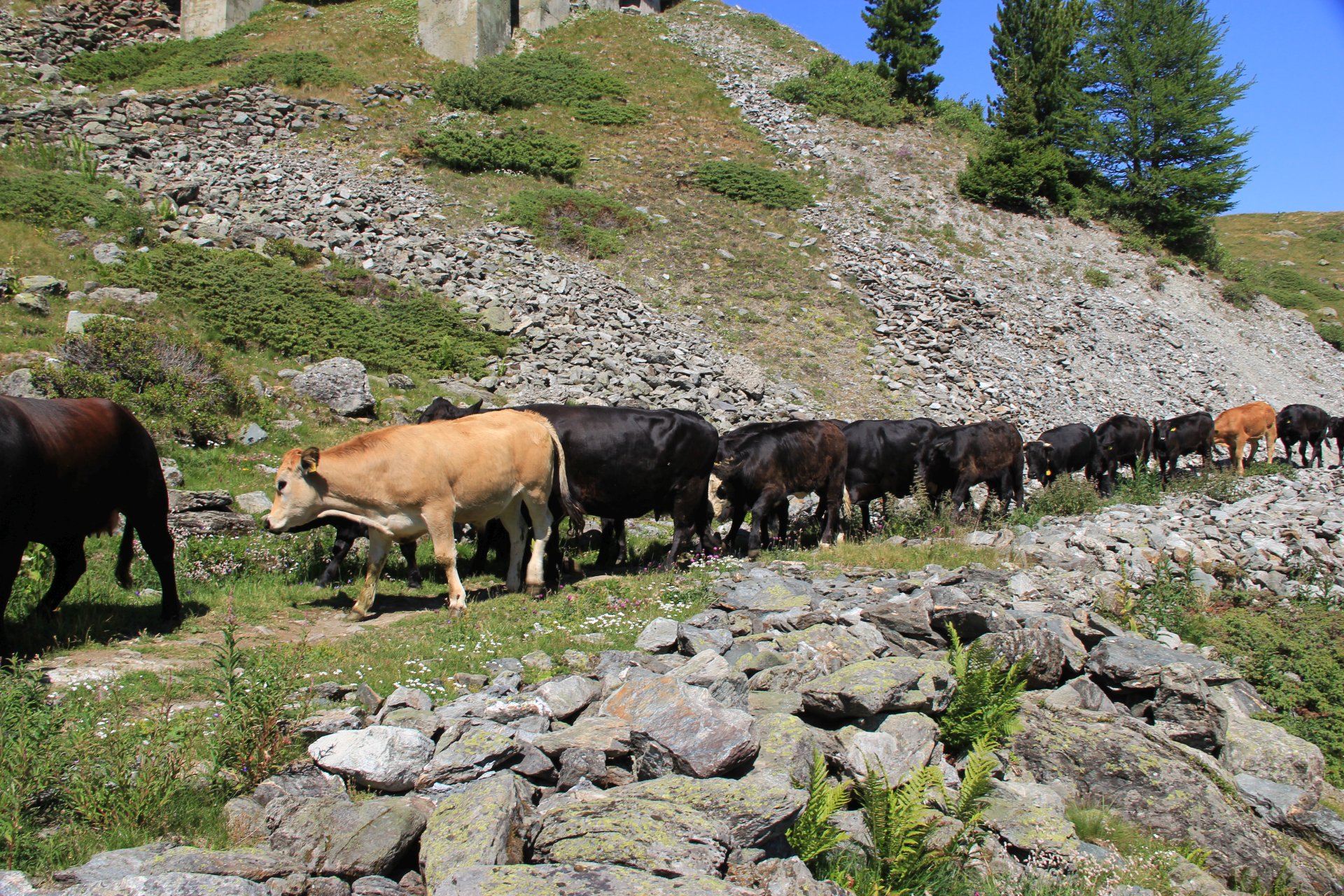 Krowy pasące się na hali dookoła jeziora Lac de Cleuson