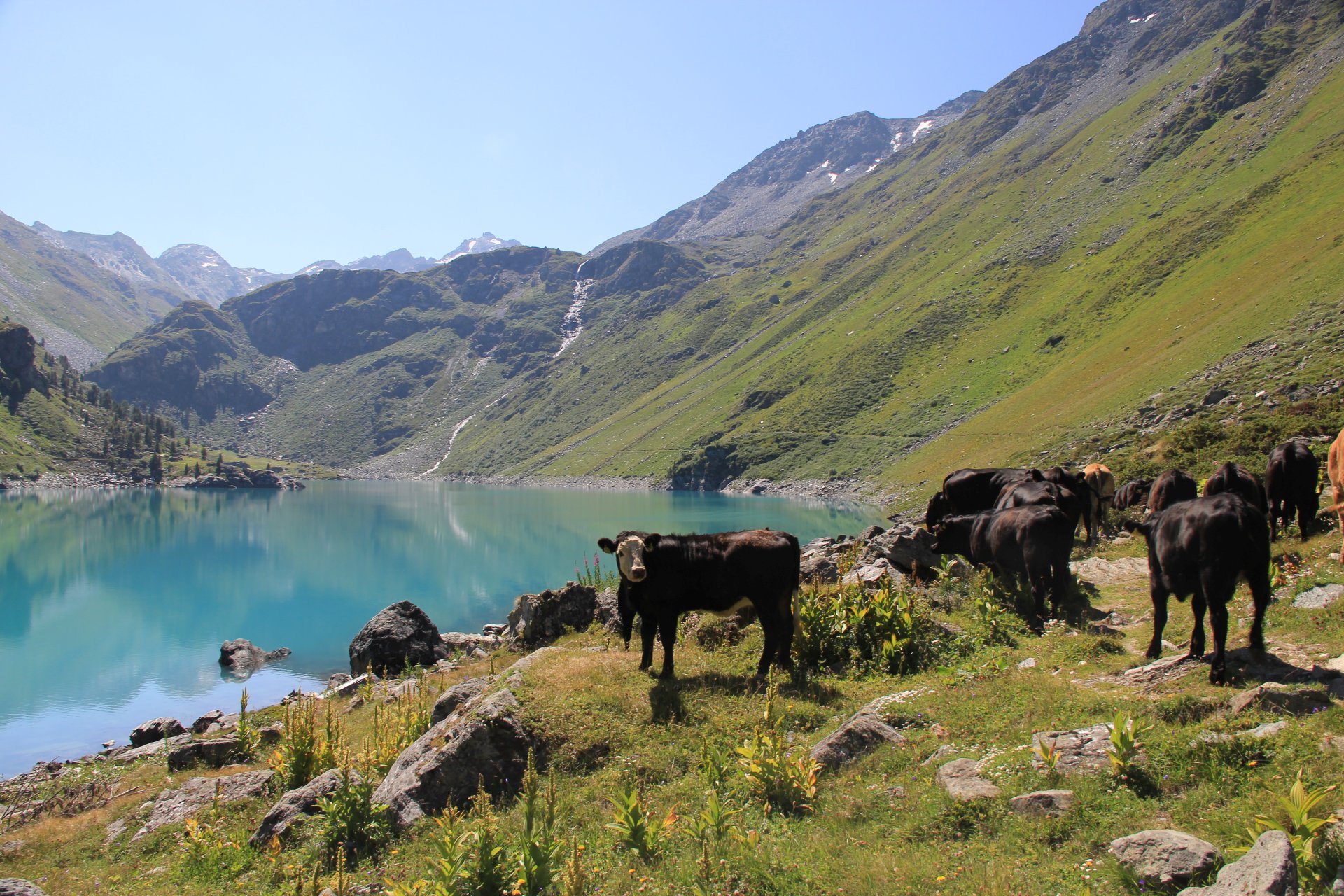 Krowy pasące się na hali dookoła jeziora Lac de Cleuson