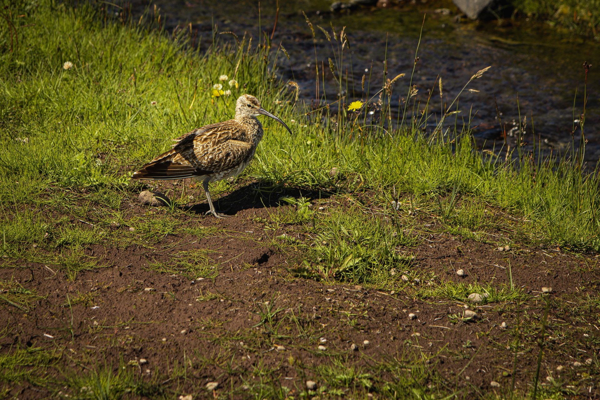 Ptak spacerujący po nabrzeżu w Anastrapi