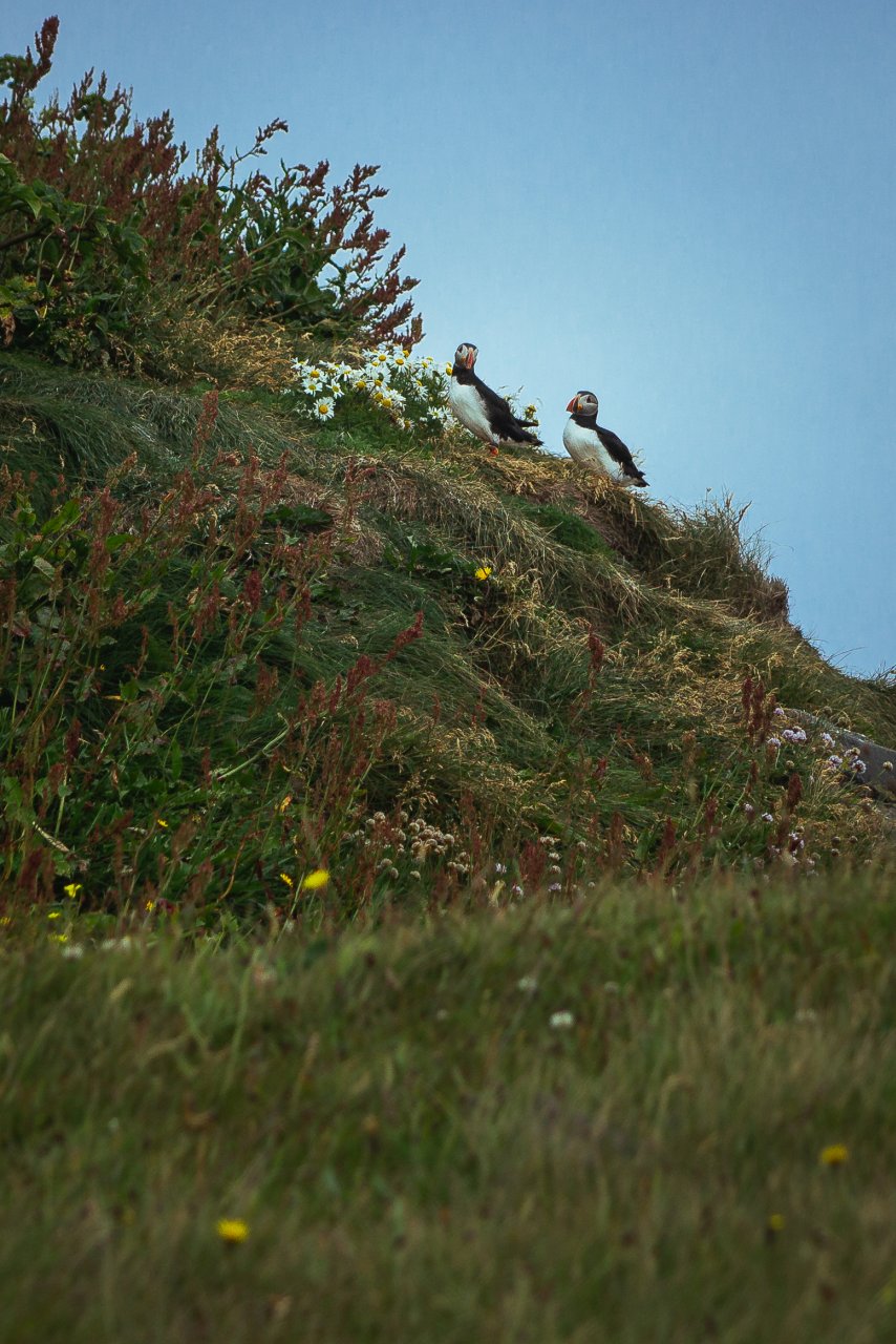 Maskonury na półwyspie Dyrhólaey