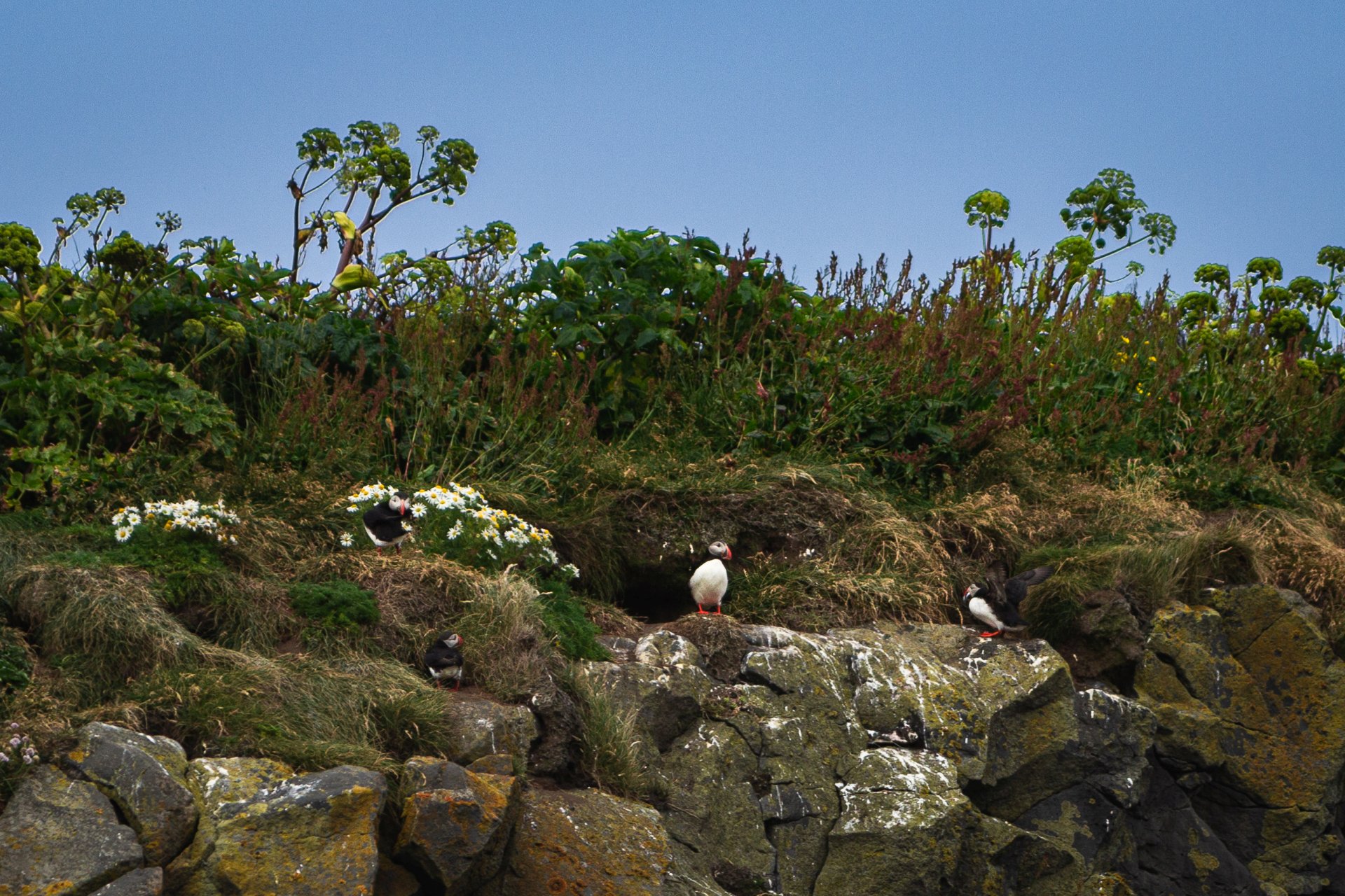 Maskonury na półwyspie Dyrhólaey
