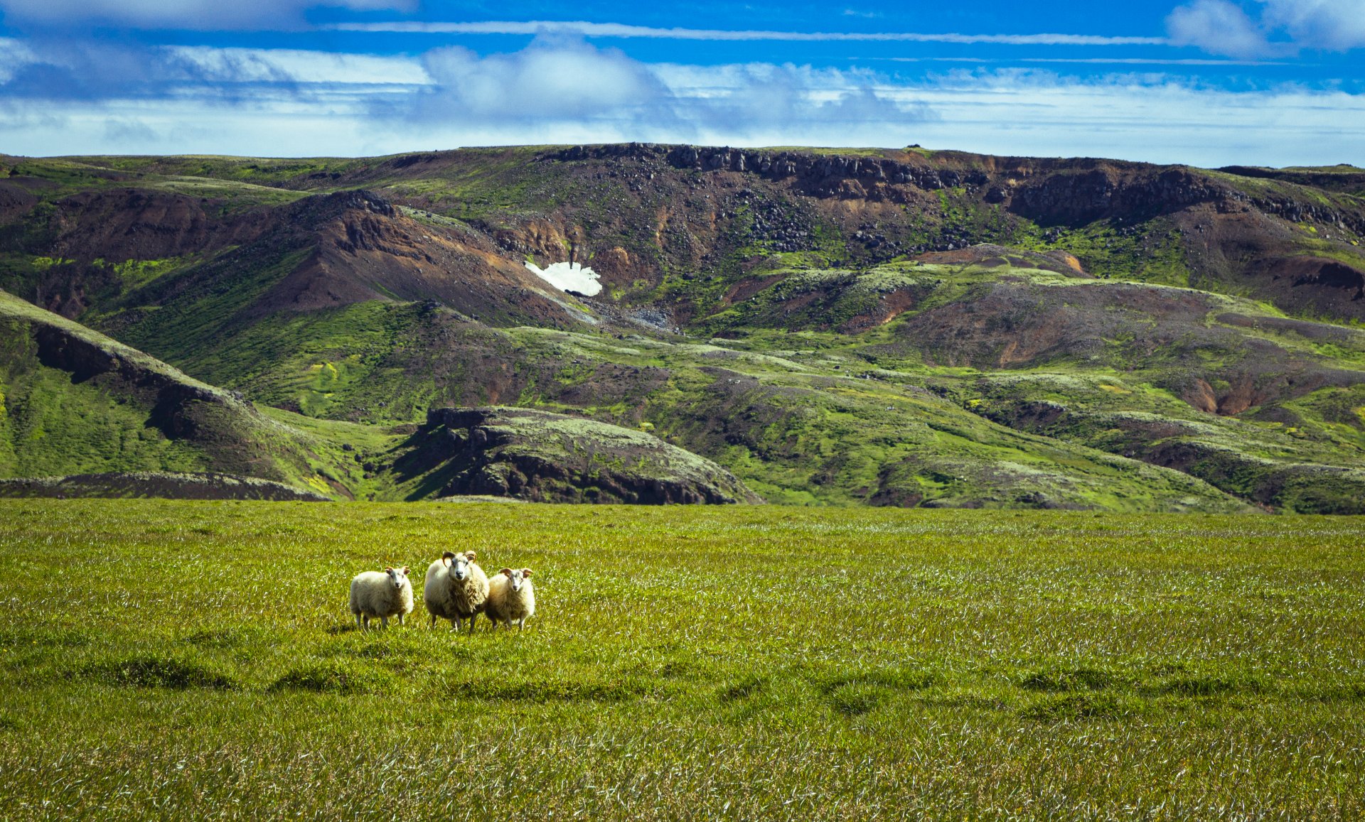 Owce pasące się na zielonych zboczach wulkanu Hengill