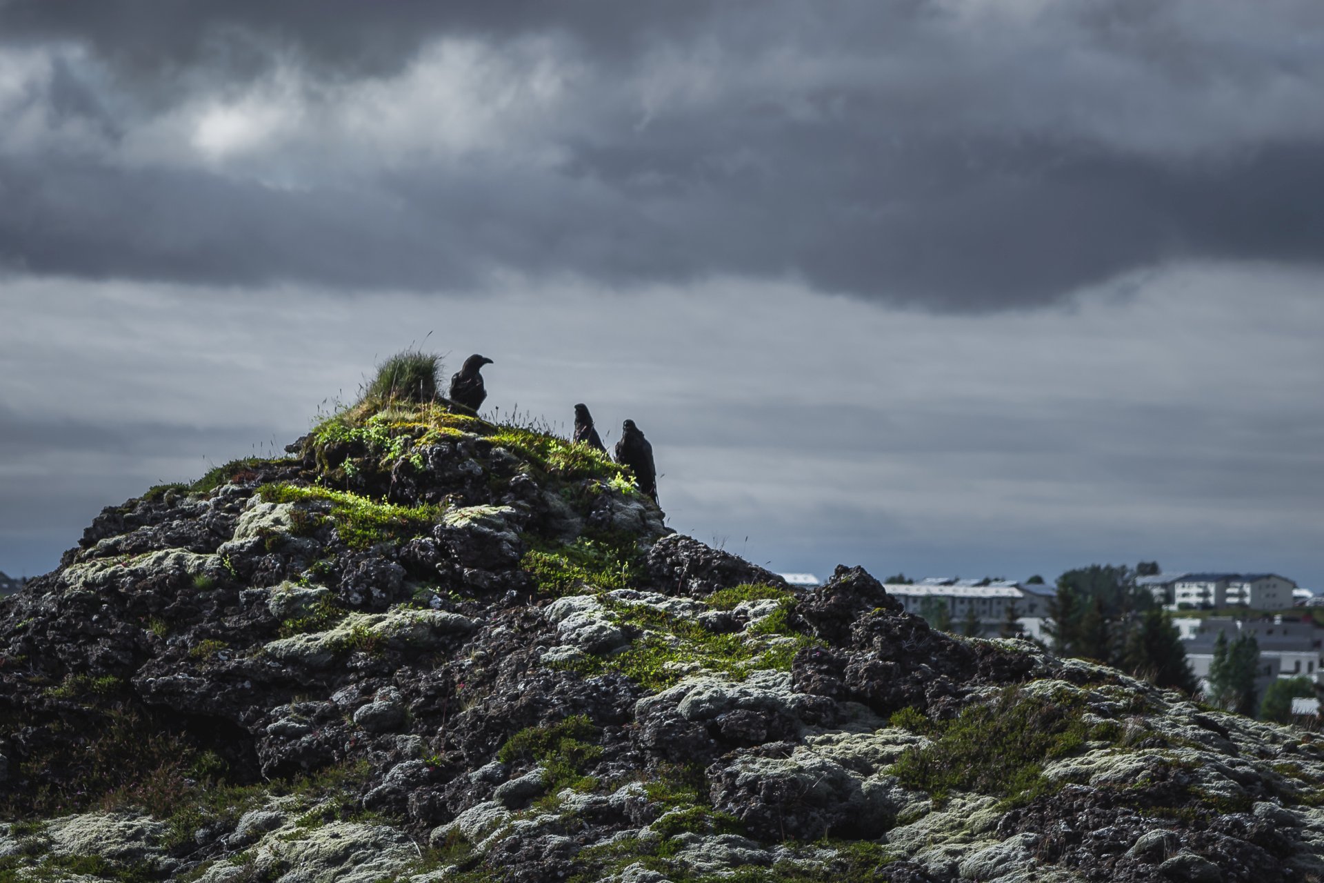 Kruki siedzące na jednym z pseudokraterów w Rauðhólar